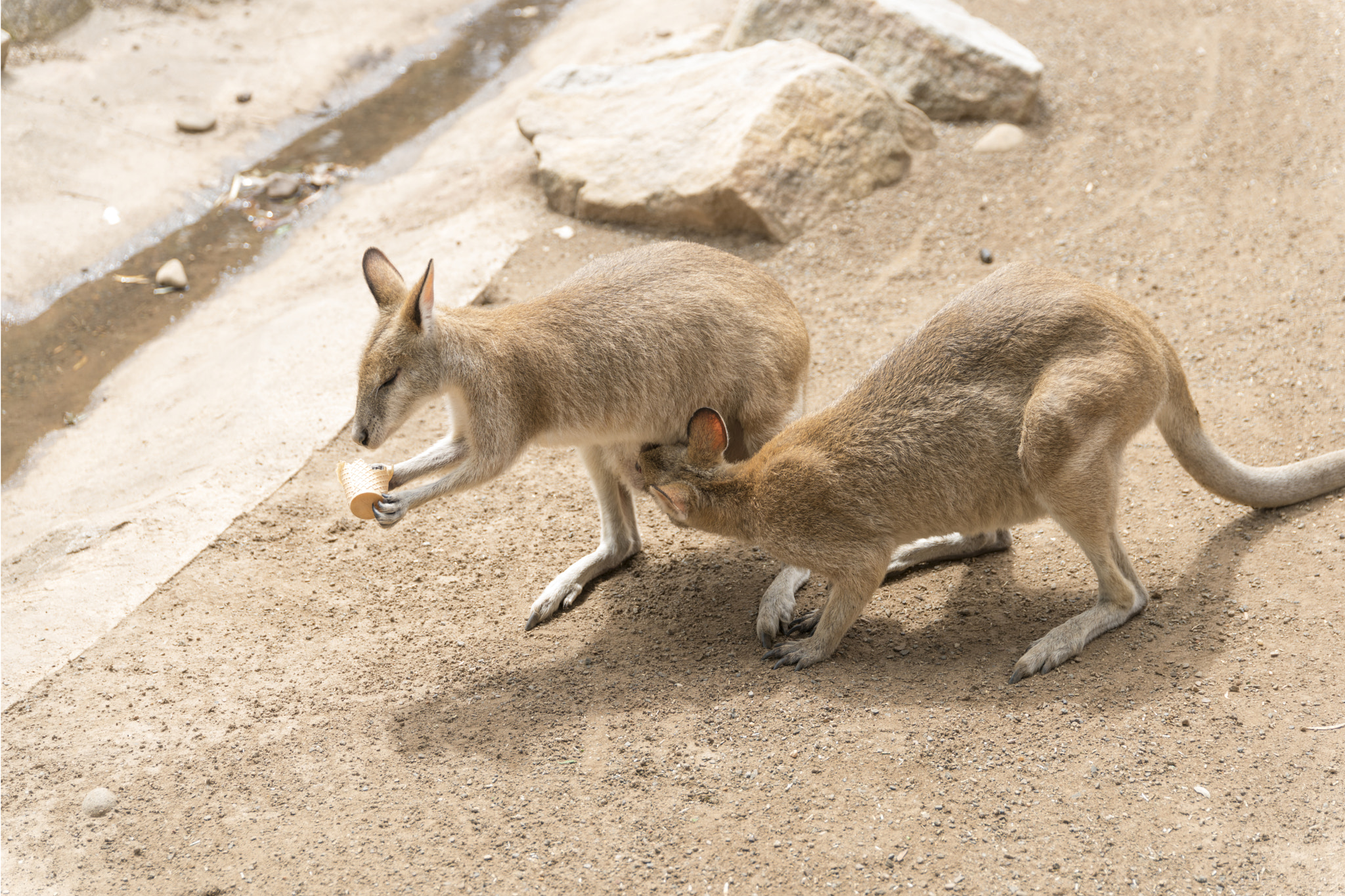 Canon 24-105mm F4 DG OS HSM | Art 013 sample photo. Wallaroo-6(family) photography