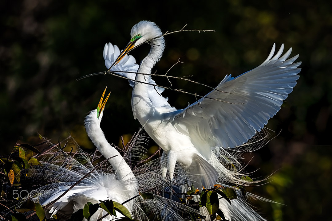Sigma 150-600mm F5-6.3 DG OS HSM | C sample photo. A twig for our nest photography
