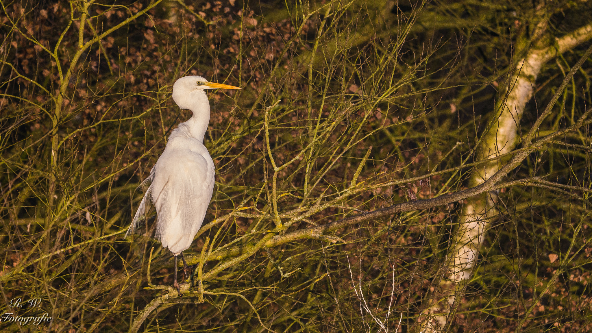 Panasonic Lumix DMC-GH3 + LEICA DG 100-400/F4.0-6.3 sample photo. Silberreiher photography