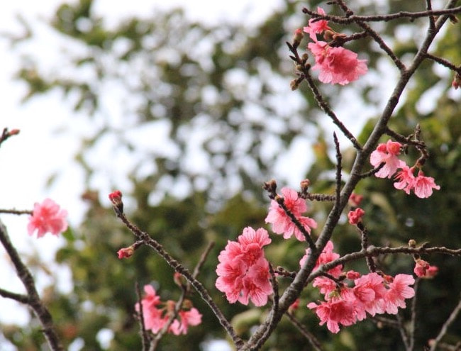 Canon EF 28-200mm F3.5-5.6 USM sample photo. Okinawa sakura photography