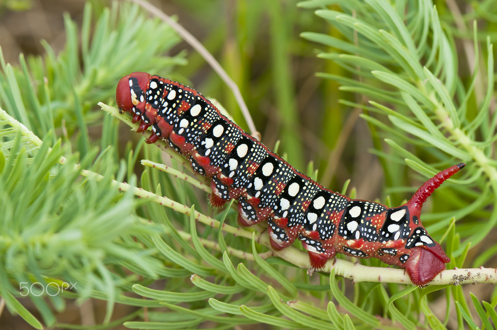 Nikon AF-S Micro-Nikkor 105mm F2.8G IF-ED VR sample photo. Wolfsmilchschwmer raupe ,hyles euphorbiae, hawk moth photography