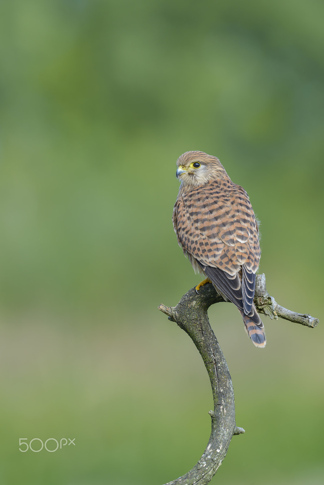 Nikon D800E + Nikon AF-S Nikkor 500mm F4G ED VR sample photo. Turmfalke, falco tinnunculus, common kestrel photography
