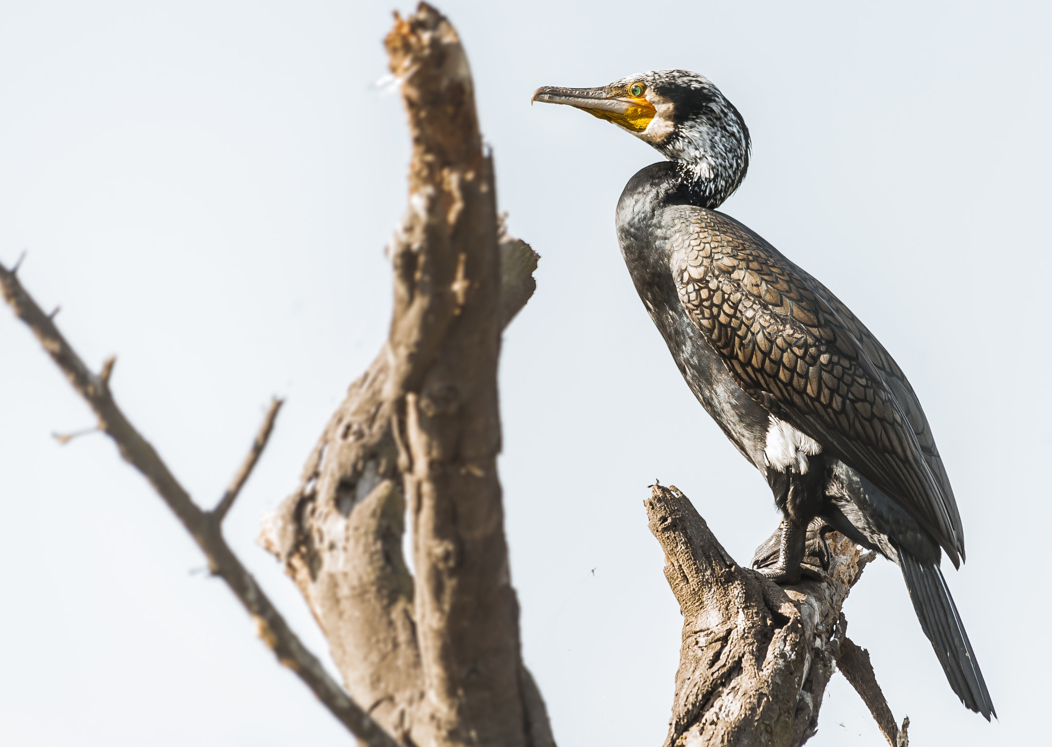 Sigma 150-500mm F5-6.3 DG OS HSM sample photo. An unknown bird photography