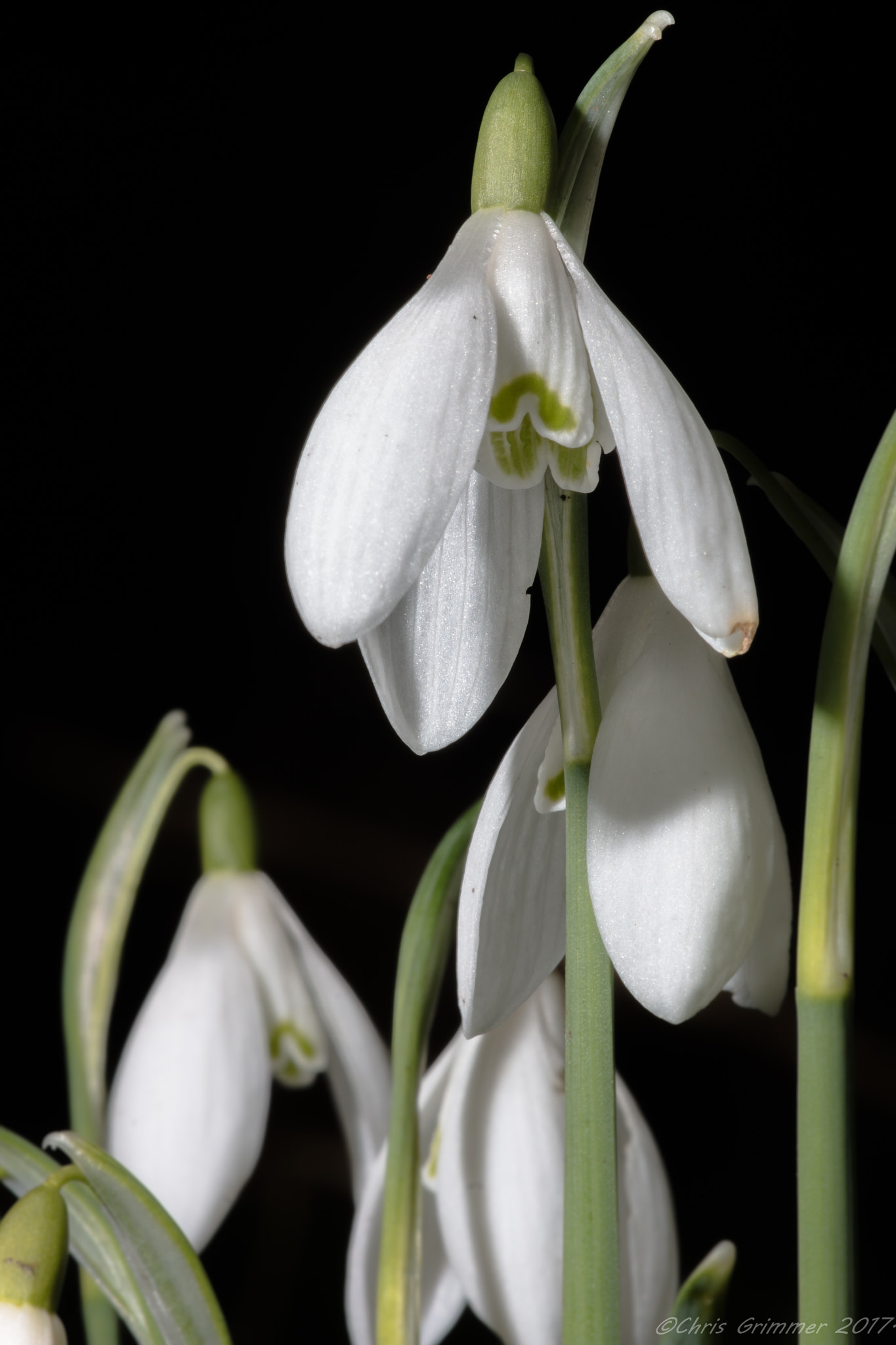 Sigma APO Macro 150mm f/2.8 EX DG HSM sample photo. Snowdrops photography