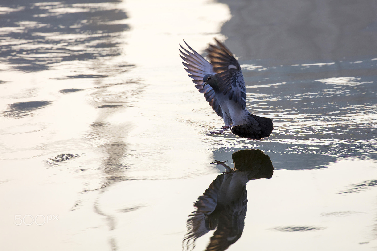 Canon EF 70-300mm F4-5.6L IS USM sample photo. Pigeon photography