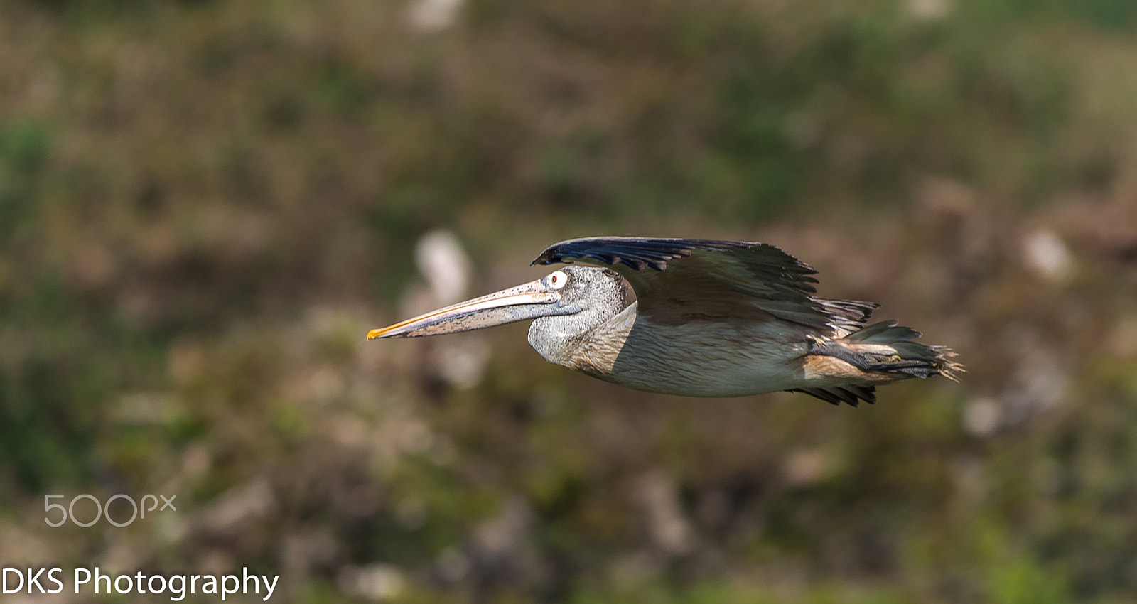 Nikon D610 sample photo. Grey pelican photography