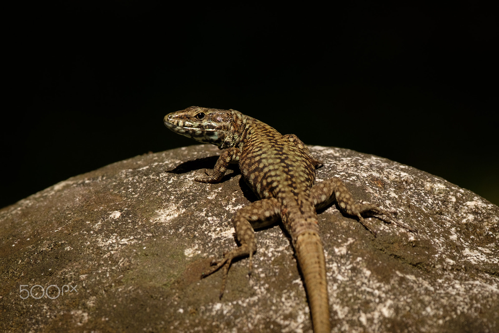XF50-140mmF2.8 R LM OIS WR + 1.4x sample photo. Reptile photography