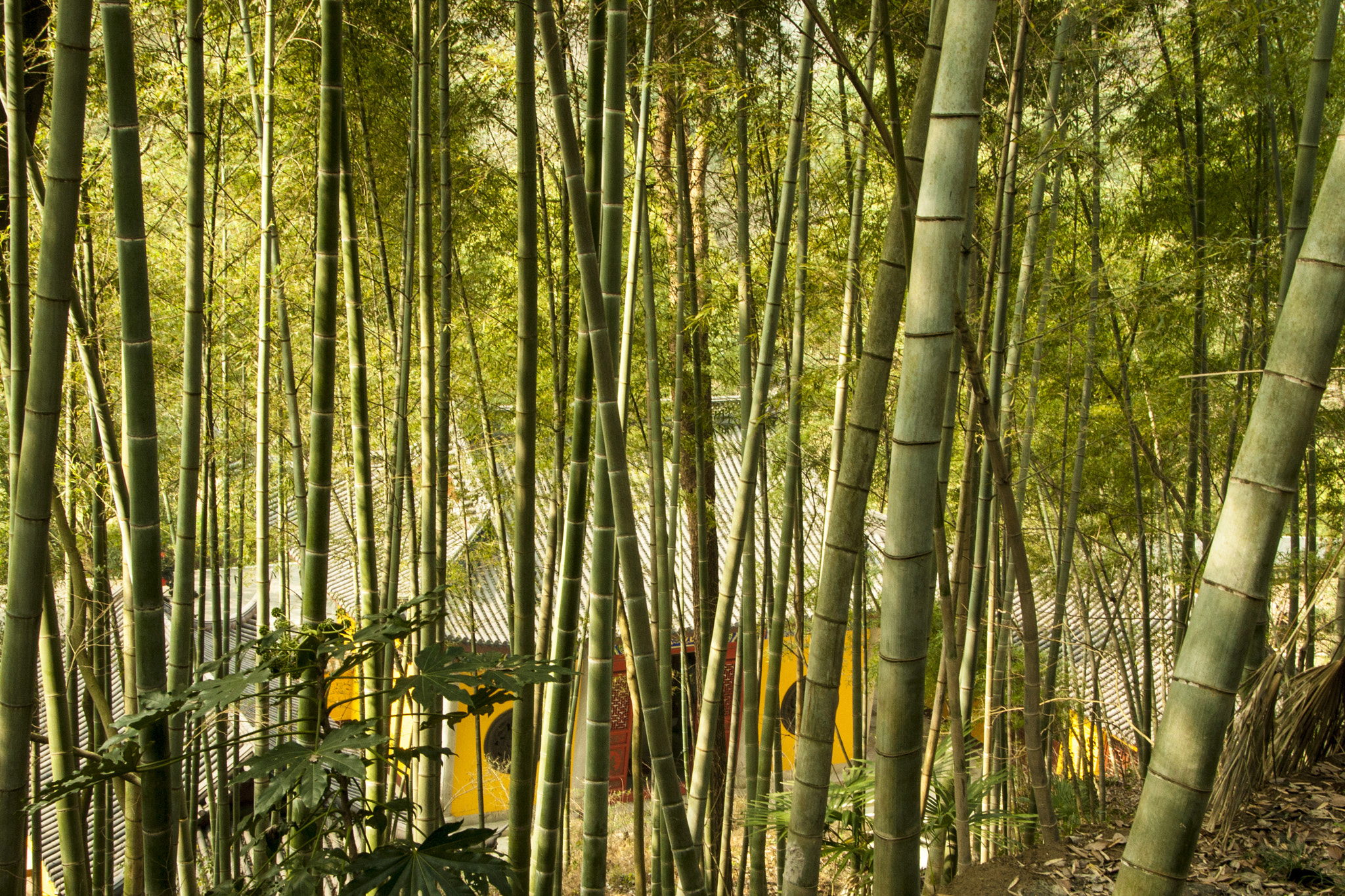 Canon EOS 40D + Sigma 18-200mm f/3.5-6.3 DC OS HSM [II] sample photo. Bamboo forest photography