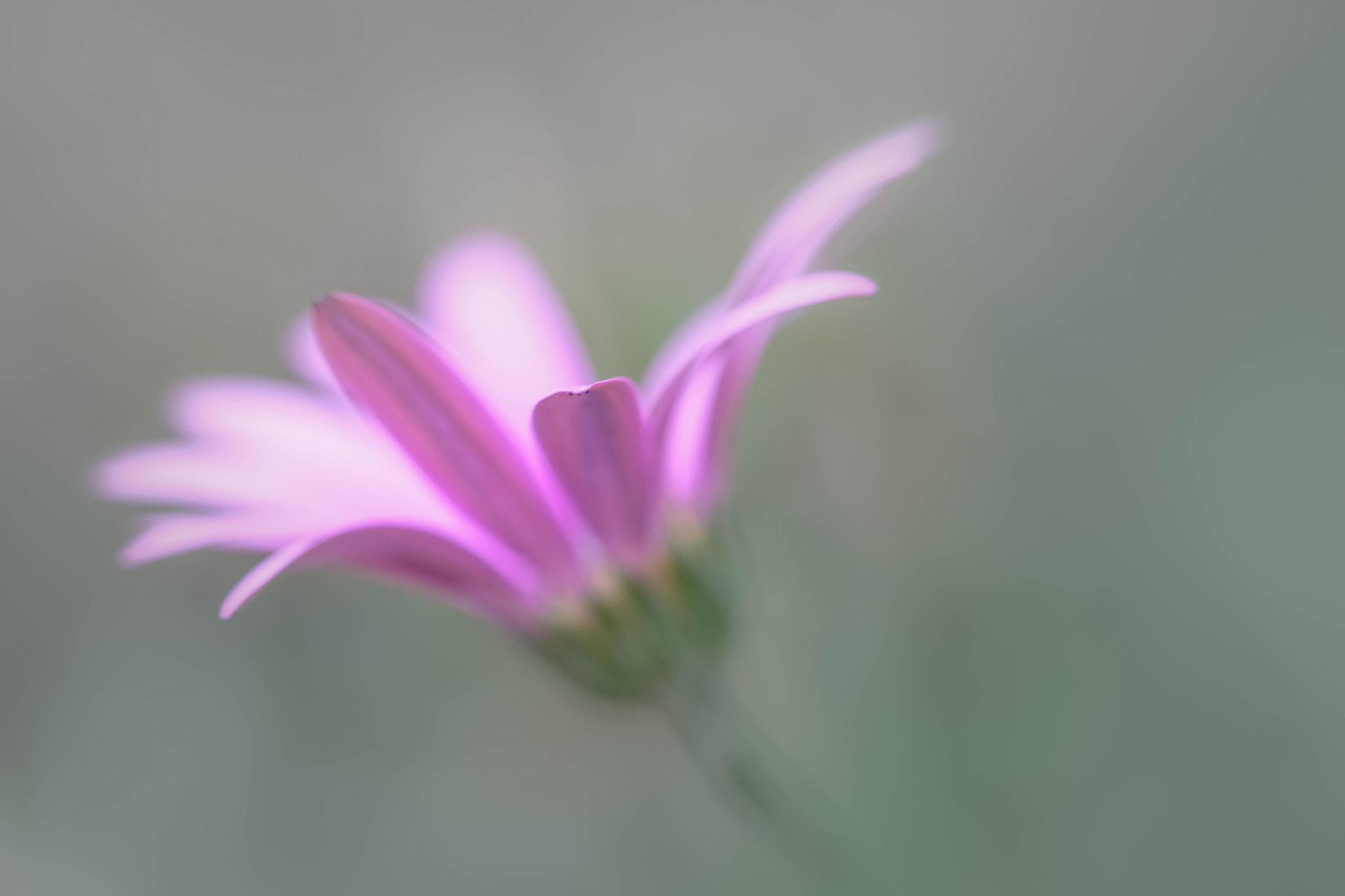 Fujifilm XF 60mm F2.4 R Macro sample photo. Lyrique photography