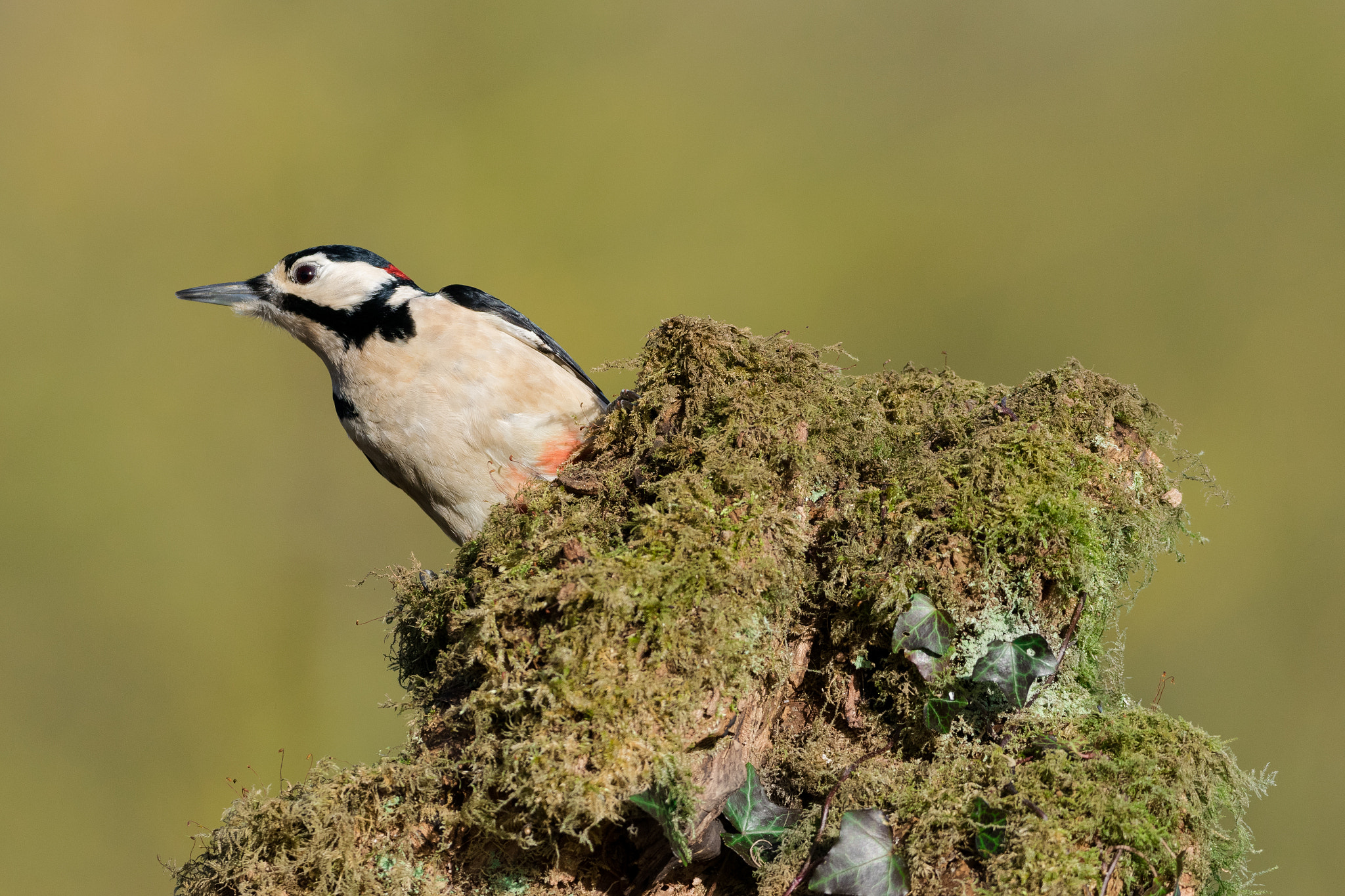 Sigma 150-600mm F5-6.3 DG OS HSM | C sample photo