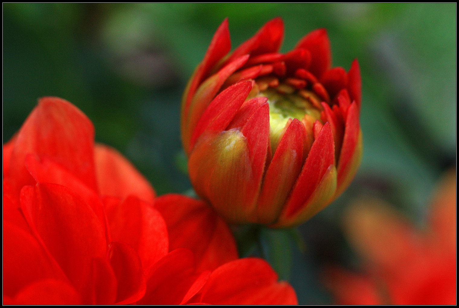 Canon EOS 450D (EOS Rebel XSi / EOS Kiss X2) + Canon EF 50mm F1.8 II sample photo. Flowers bud photography