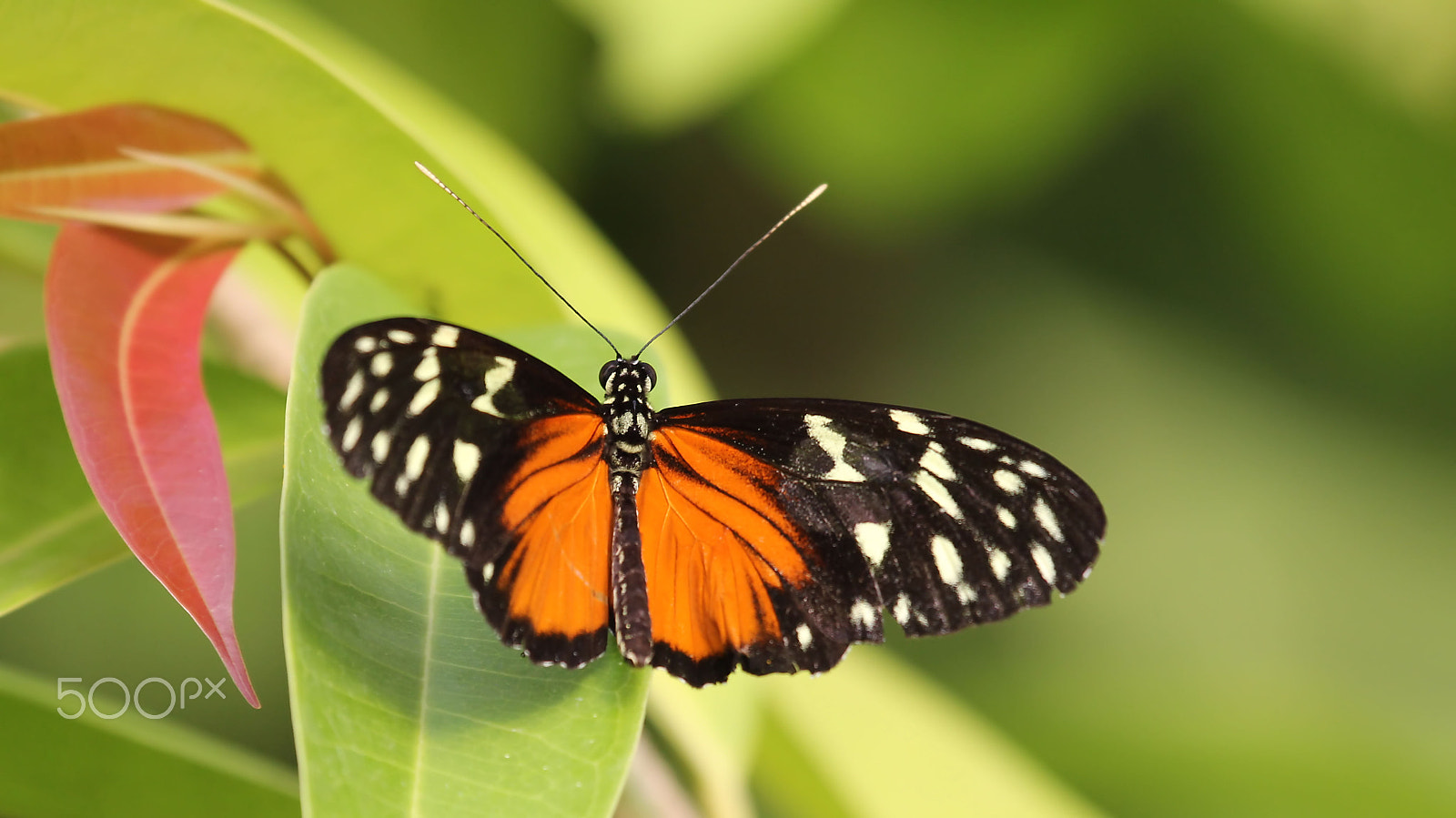 Canon EOS 60D + Canon EF 100-400mm F4.5-5.6L IS USM sample photo. Tiger longwing butterfly photography