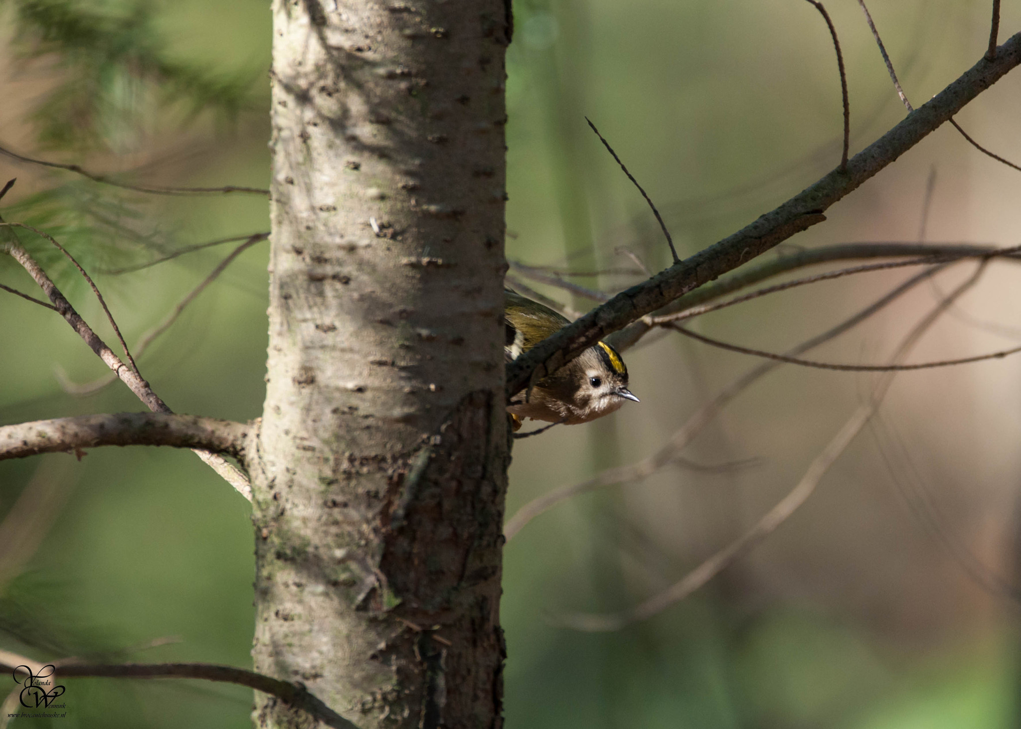 Sigma 150-600mm F5-6.3 DG OS HSM | C sample photo. Regulus regulus photography