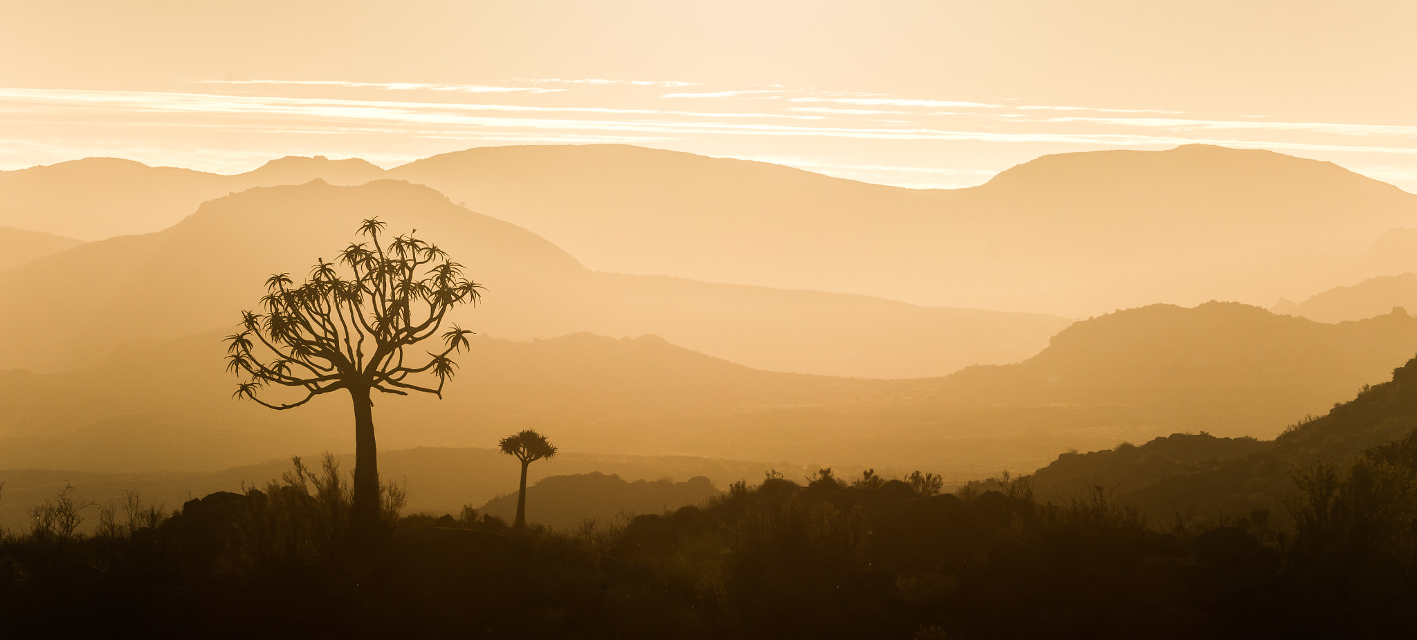 Nikon AF-S Nikkor 70-200mm F4G ED VR sample photo. Quiver tree sunset photography