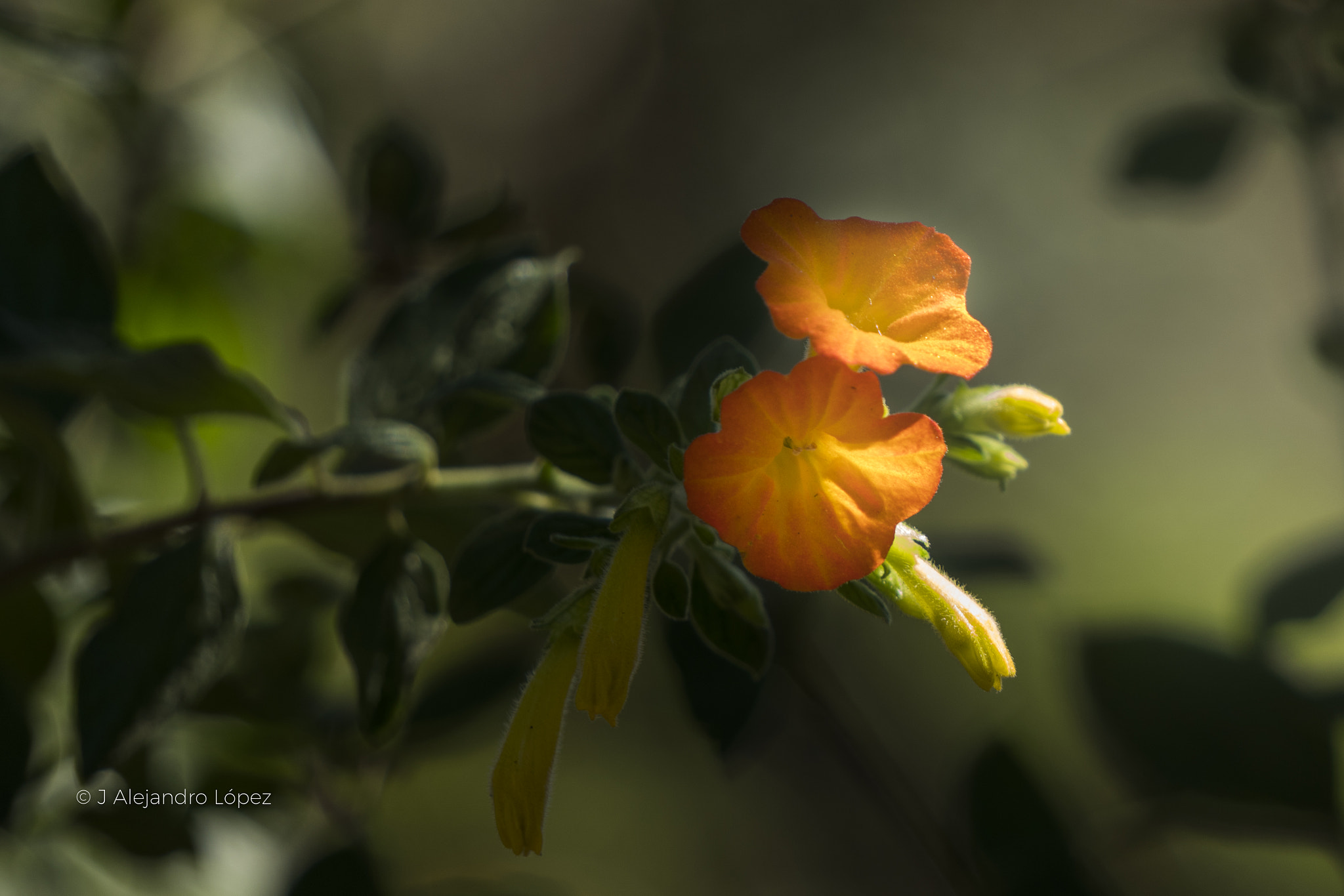 Sony a6300 + Sony E 55-210mm F4.5-6.3 OSS sample photo. Belleza natural 12217 photography