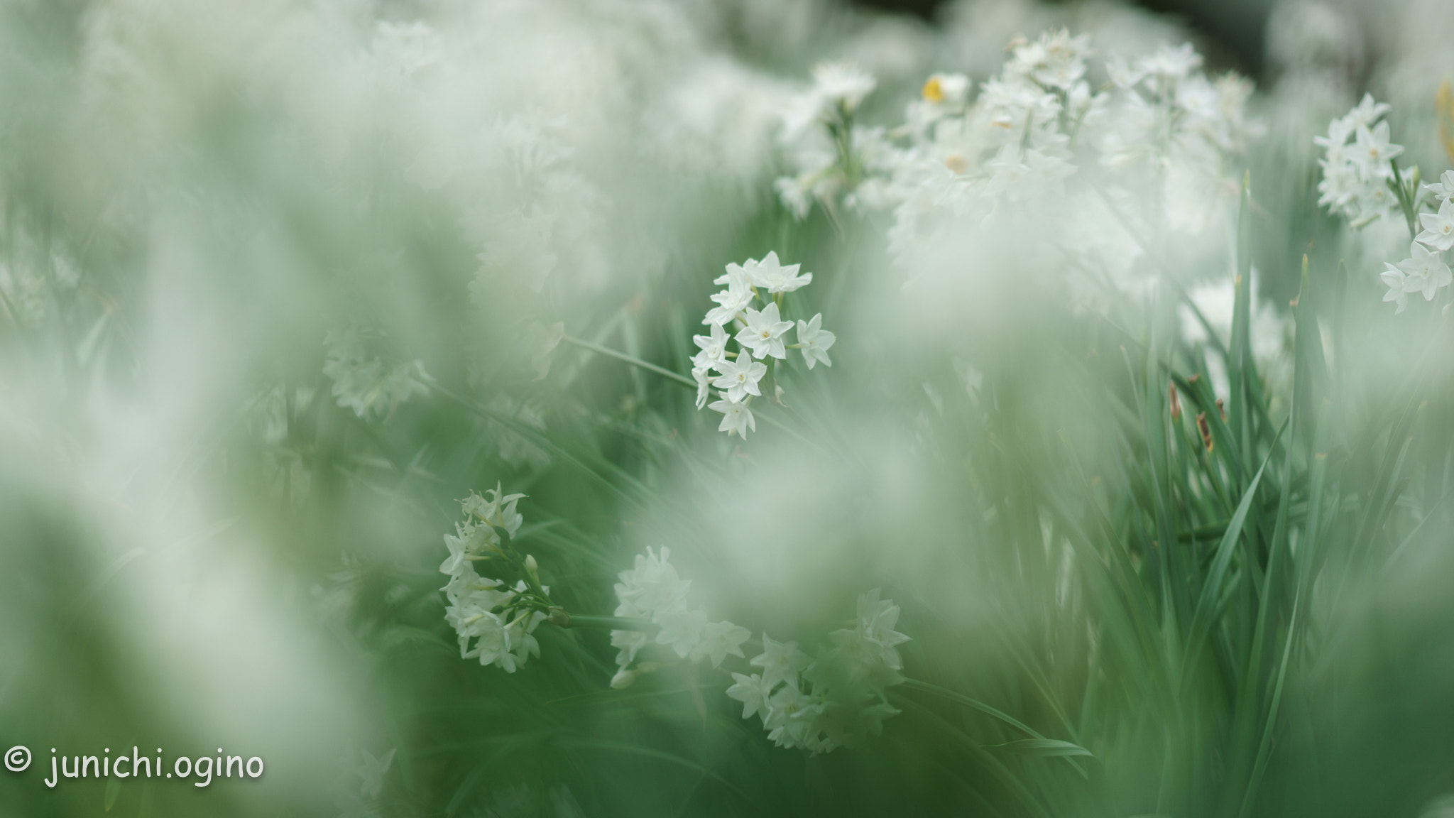 Sony Sonnar T* 135mm F1.8 ZA sample photo. White veil photography