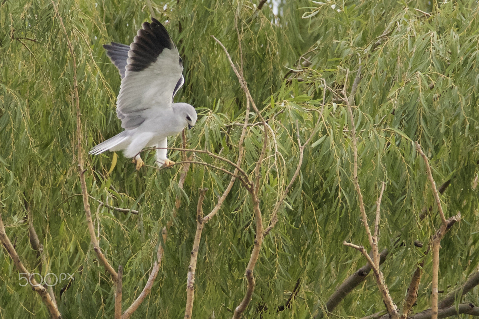 Sigma 150mm f/2.8 EX DG OS HSM APO Macro sample photo. Black_winged kite photography