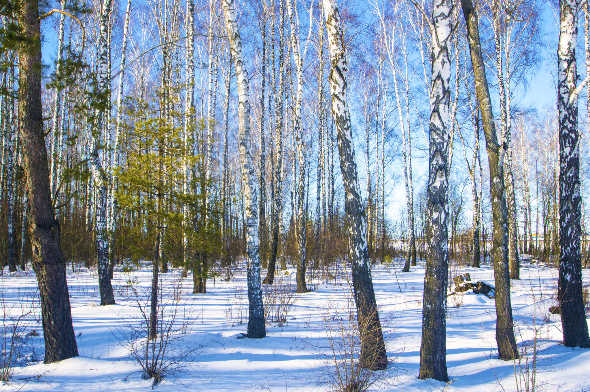 Nikon D3200 sample photo. Февраль. Скоро весна! photography