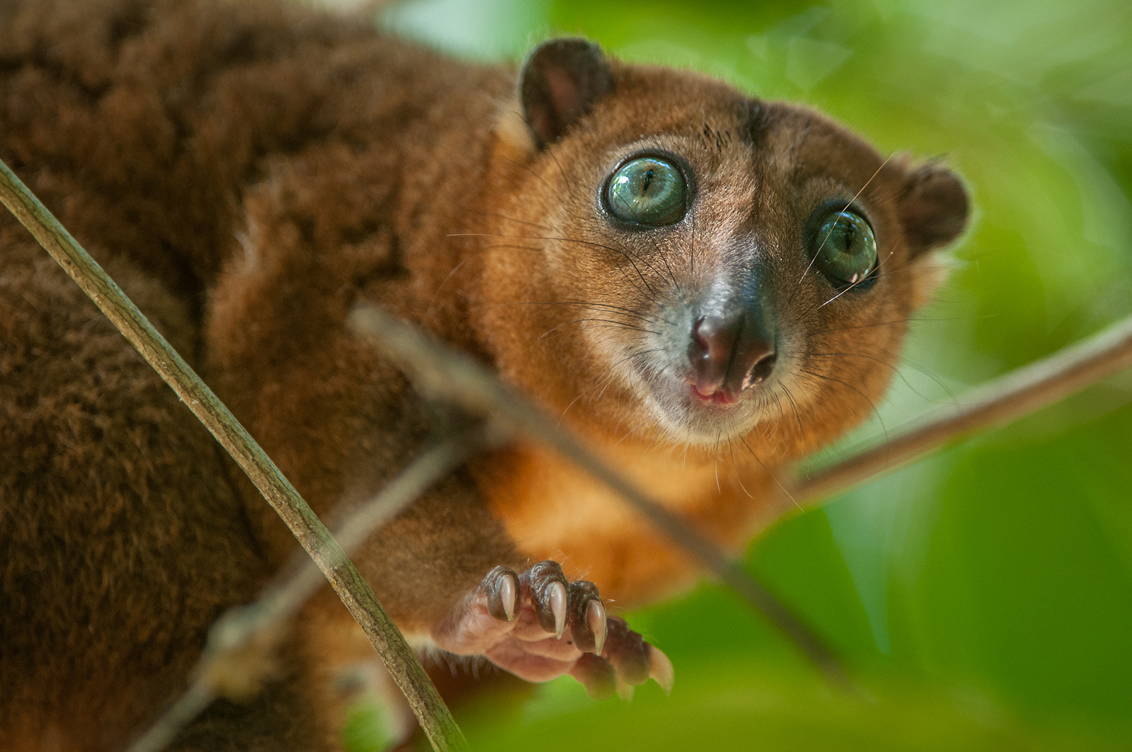 Nikon D300 sample photo. Sulawesi dwarf cuscus photography