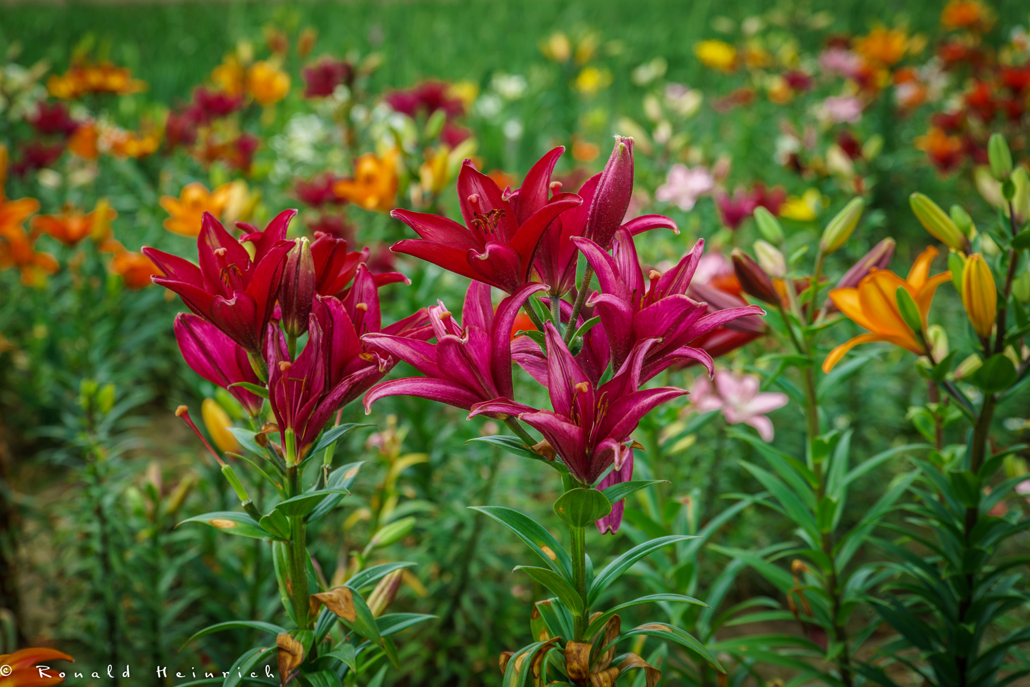 Sony a99 II + 24-70mm F2.8-2.8 SSM sample photo. 62  2016-07-06.jpg photography