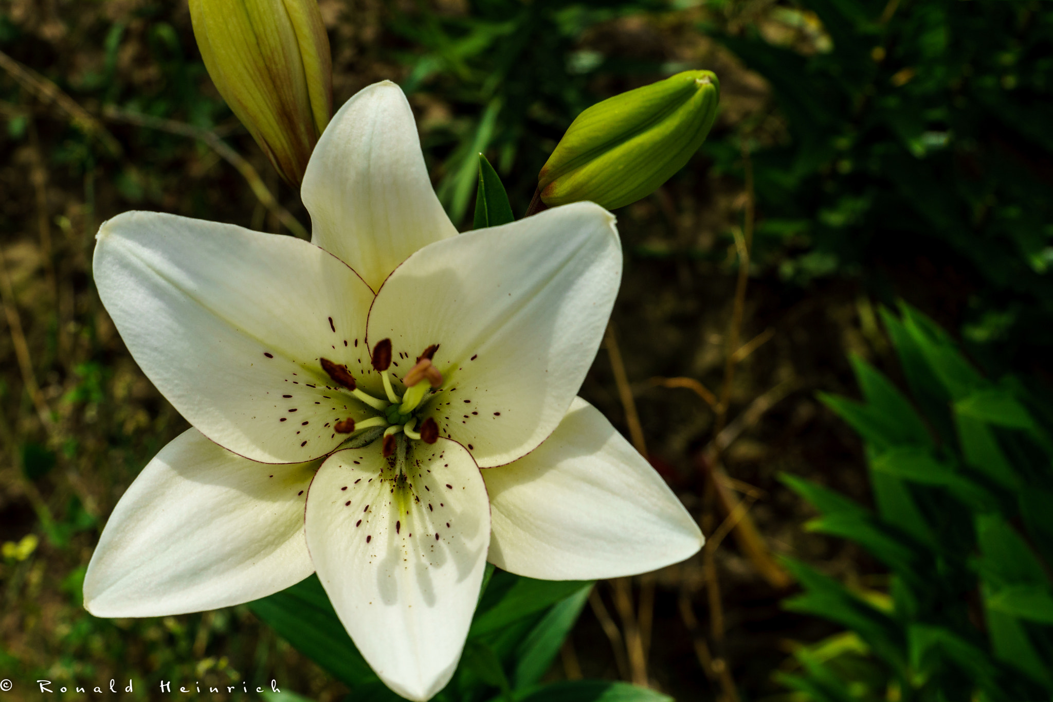 Sony a99 II + 24-70mm F2.8-2.8 SSM sample photo. 63  2016-07-06.jpg photography