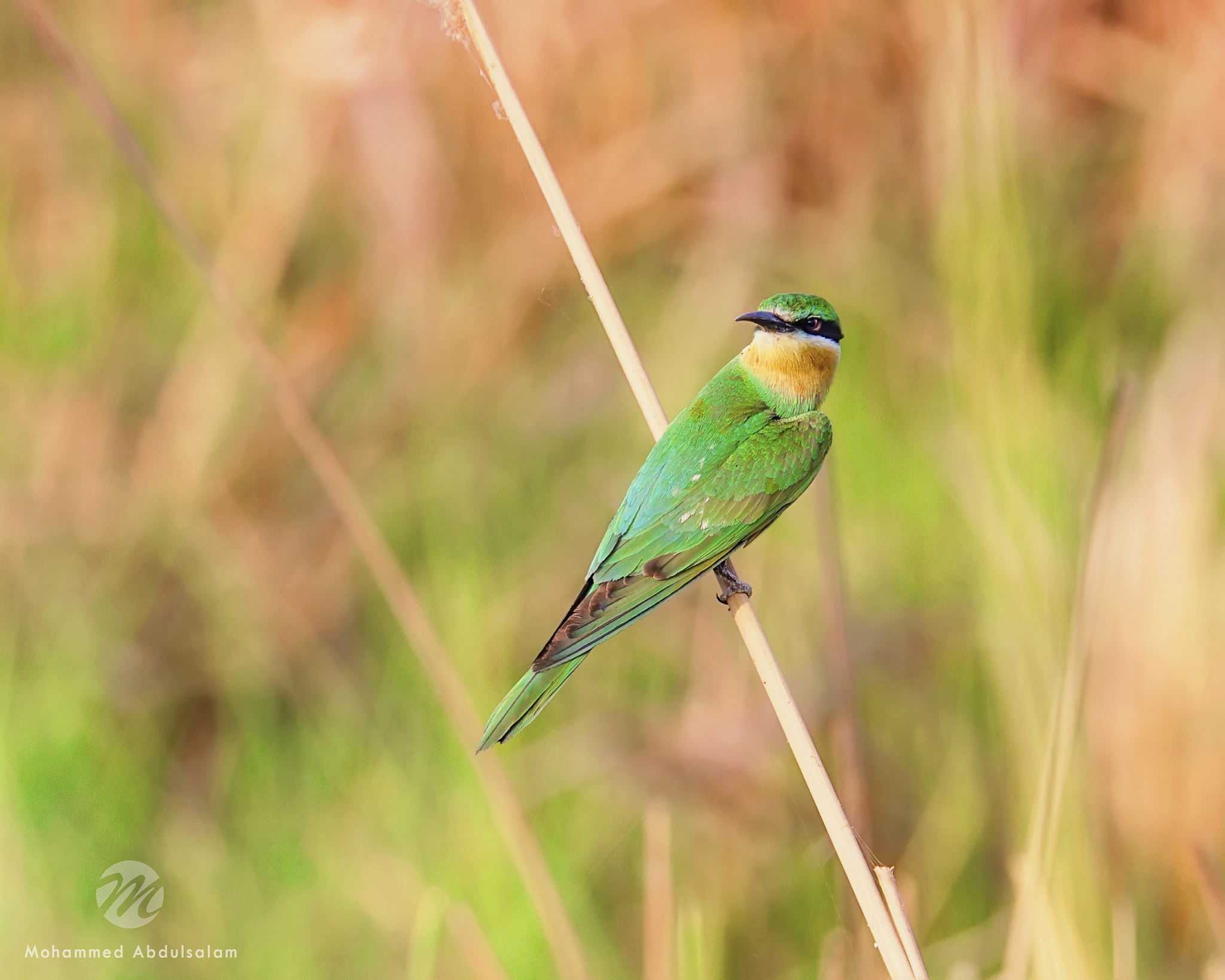 Nikon D610 sample photo. Bird photography