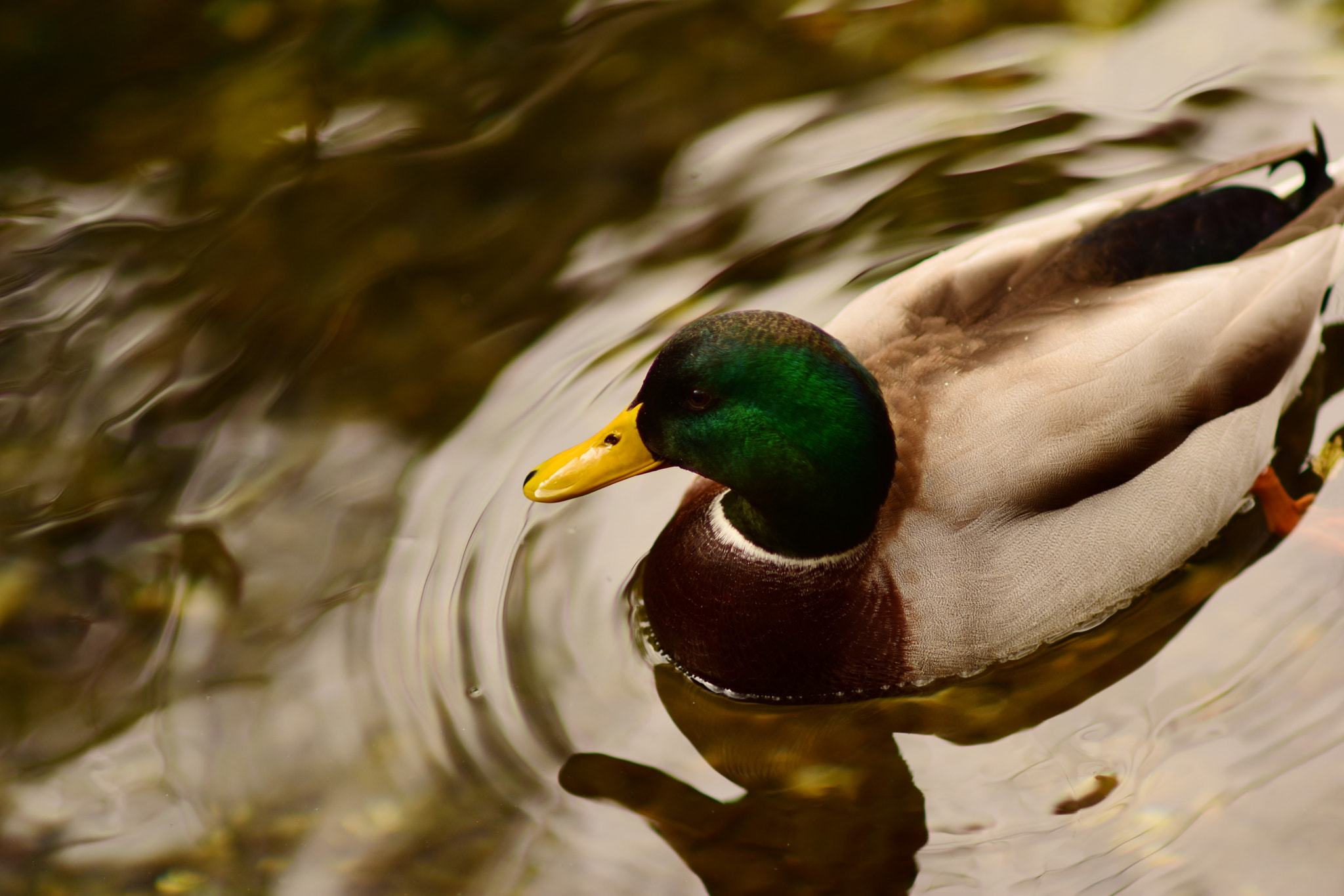 Nikon D5500 + AF DC-Nikkor 135mm f/2 sample photo. Duck photography