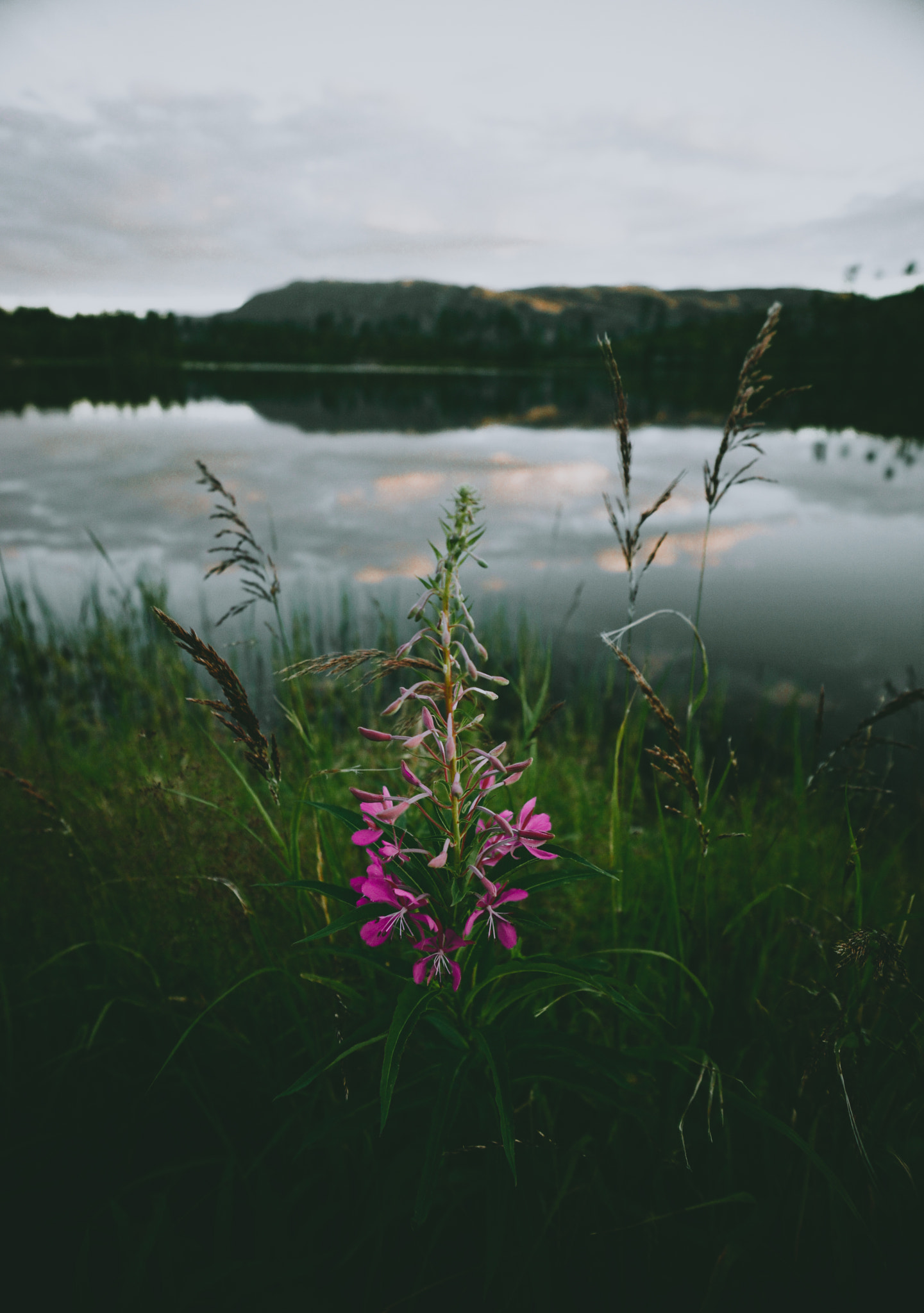 Sony a7 + Sony E 10-18mm F4 OSS sample photo. Flower photography