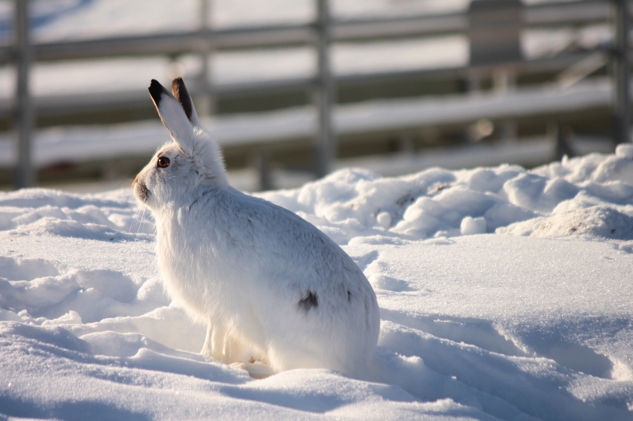 Canon EF-S 55-250mm F4-5.6 IS II sample photo. Wild white hare photography