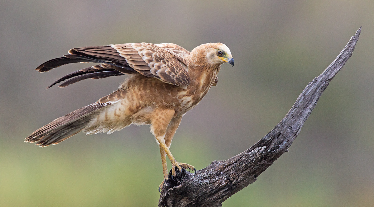 Canon EF 300mm F2.8L IS II USM sample photo. Africanharrierhawk photography