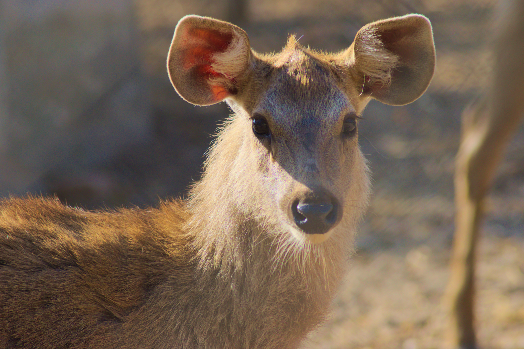 Nikon AF Nikkor 70-300mm F4-5.6G sample photo. Deer photography