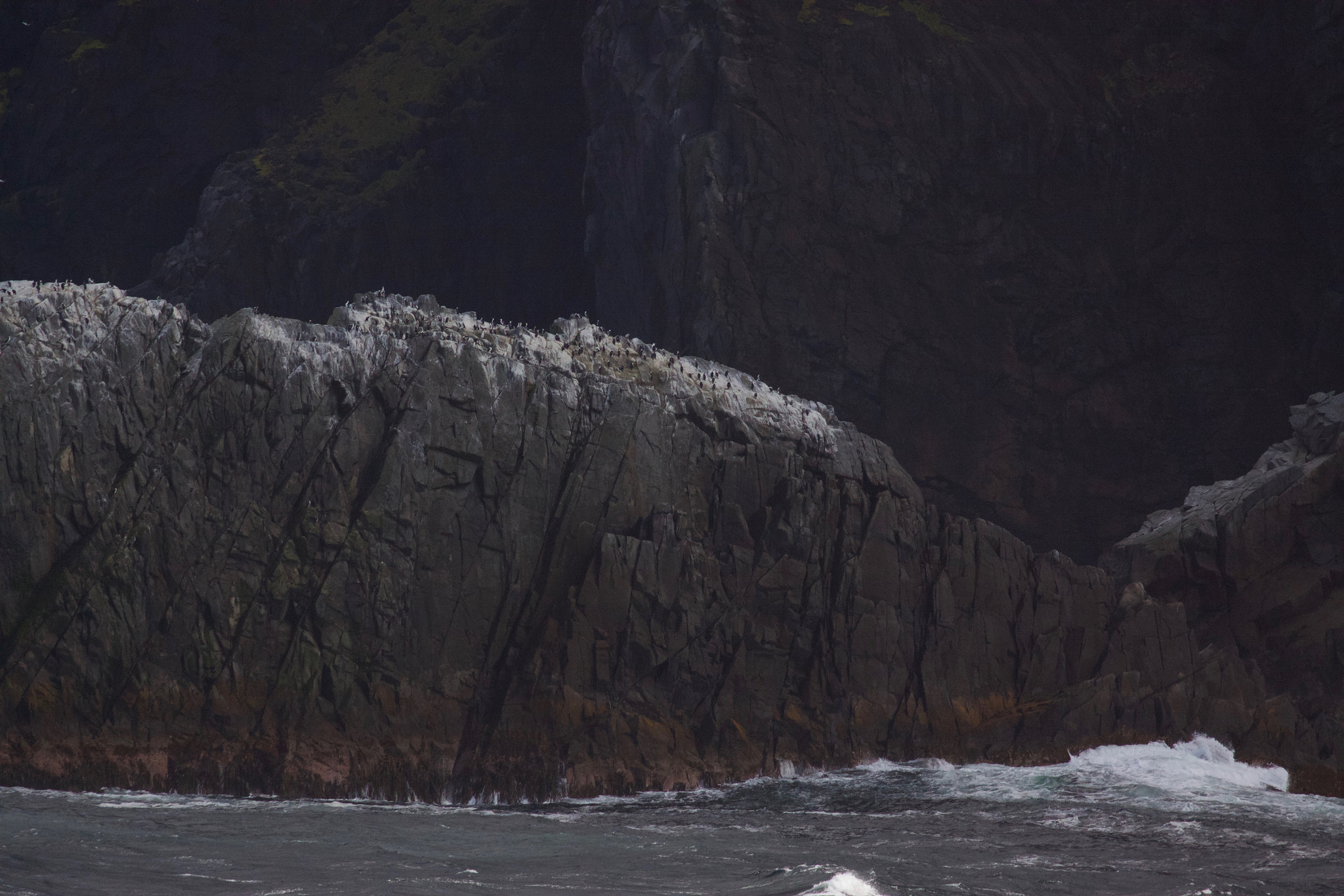 Canon EOS 50D + Canon EF 70-300mm F4-5.6L IS USM sample photo. Shag colony on cape horn cliffs photography