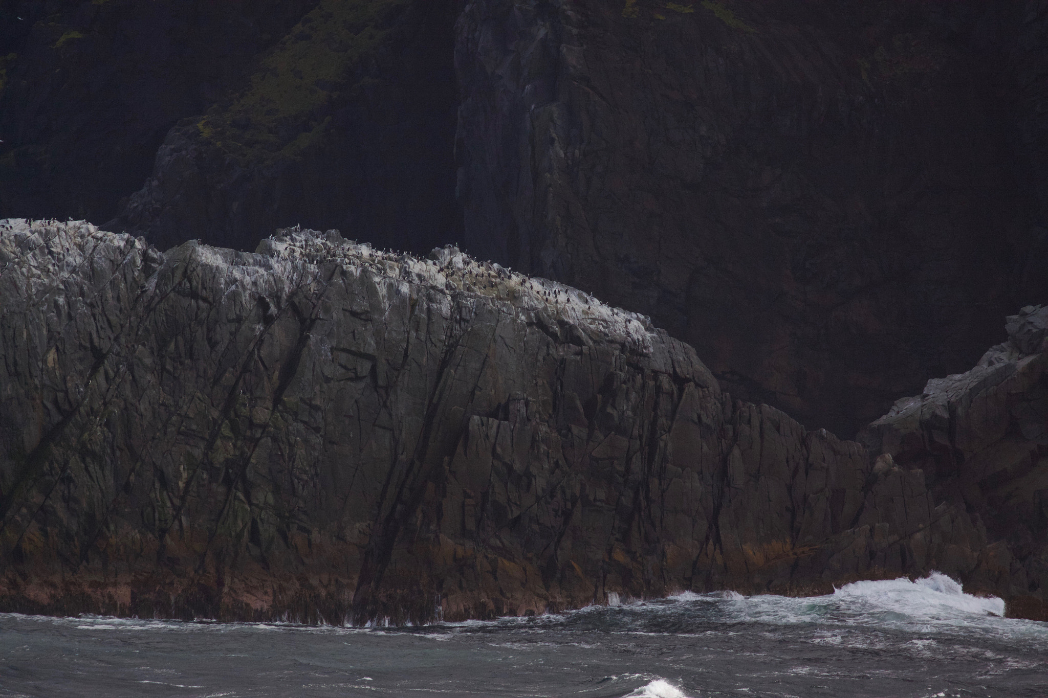Canon EF 70-300mm F4-5.6L IS USM sample photo. Shag colony on cape horn cliffs photography