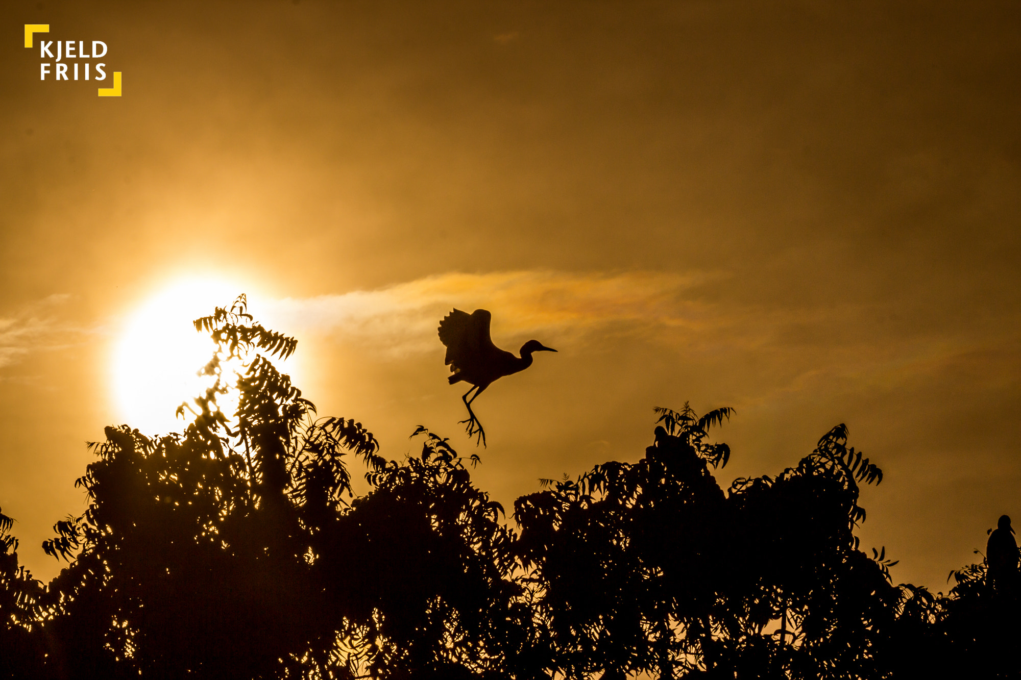 Canon EOS 600D (Rebel EOS T3i / EOS Kiss X5) sample photo. Yellow bird photography