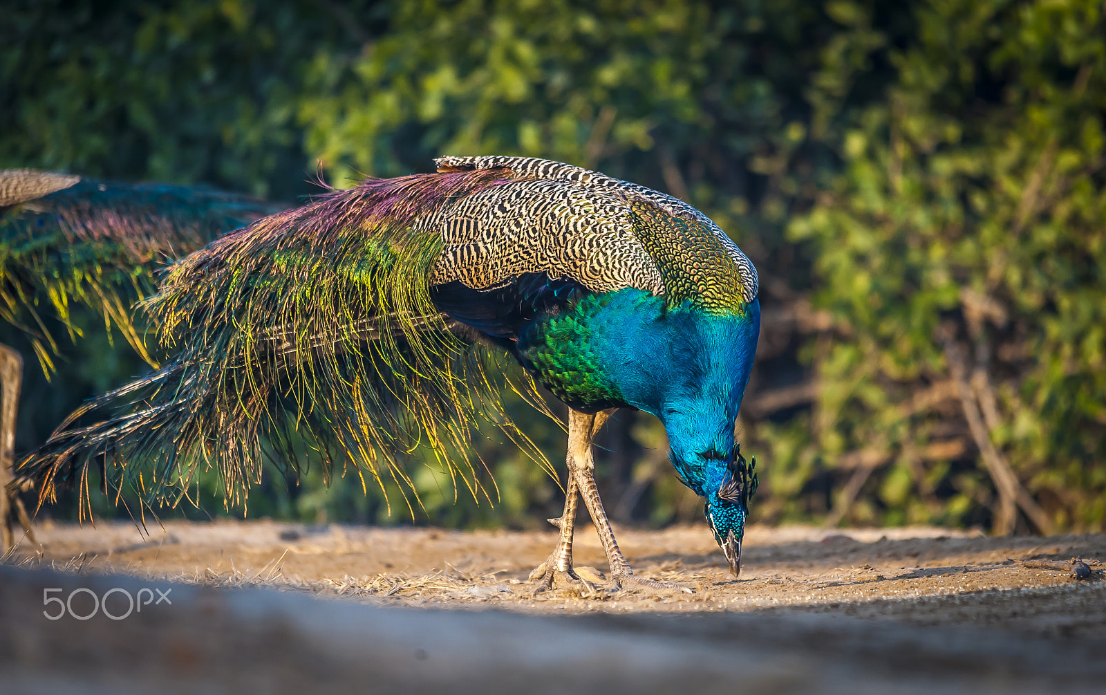 Sigma 150-500mm F5-6.3 DG OS HSM sample photo. Peacock.. photography
