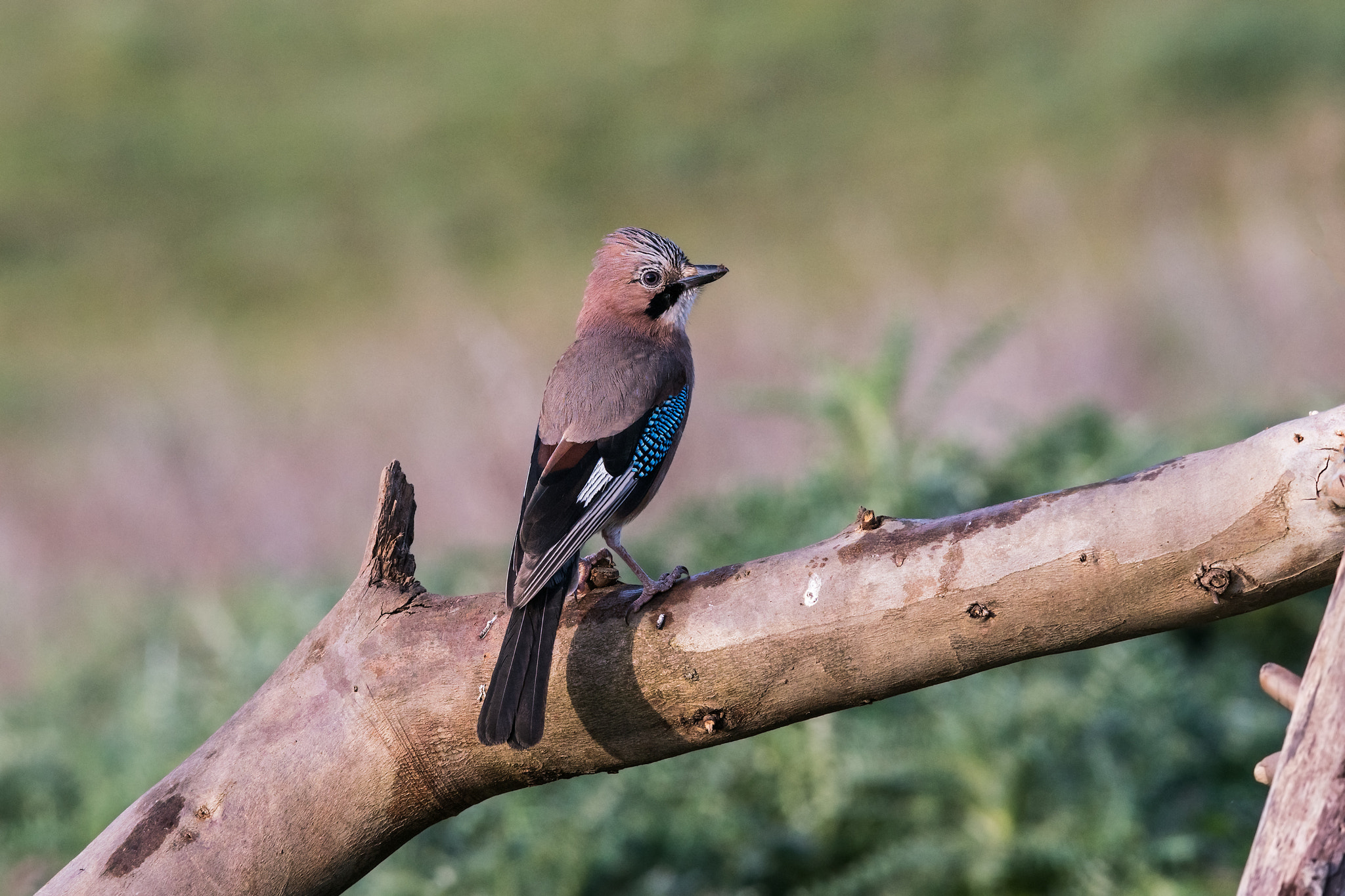 Sony 300mm F2.8 G SSM II sample photo. Garrulus glandarius photography