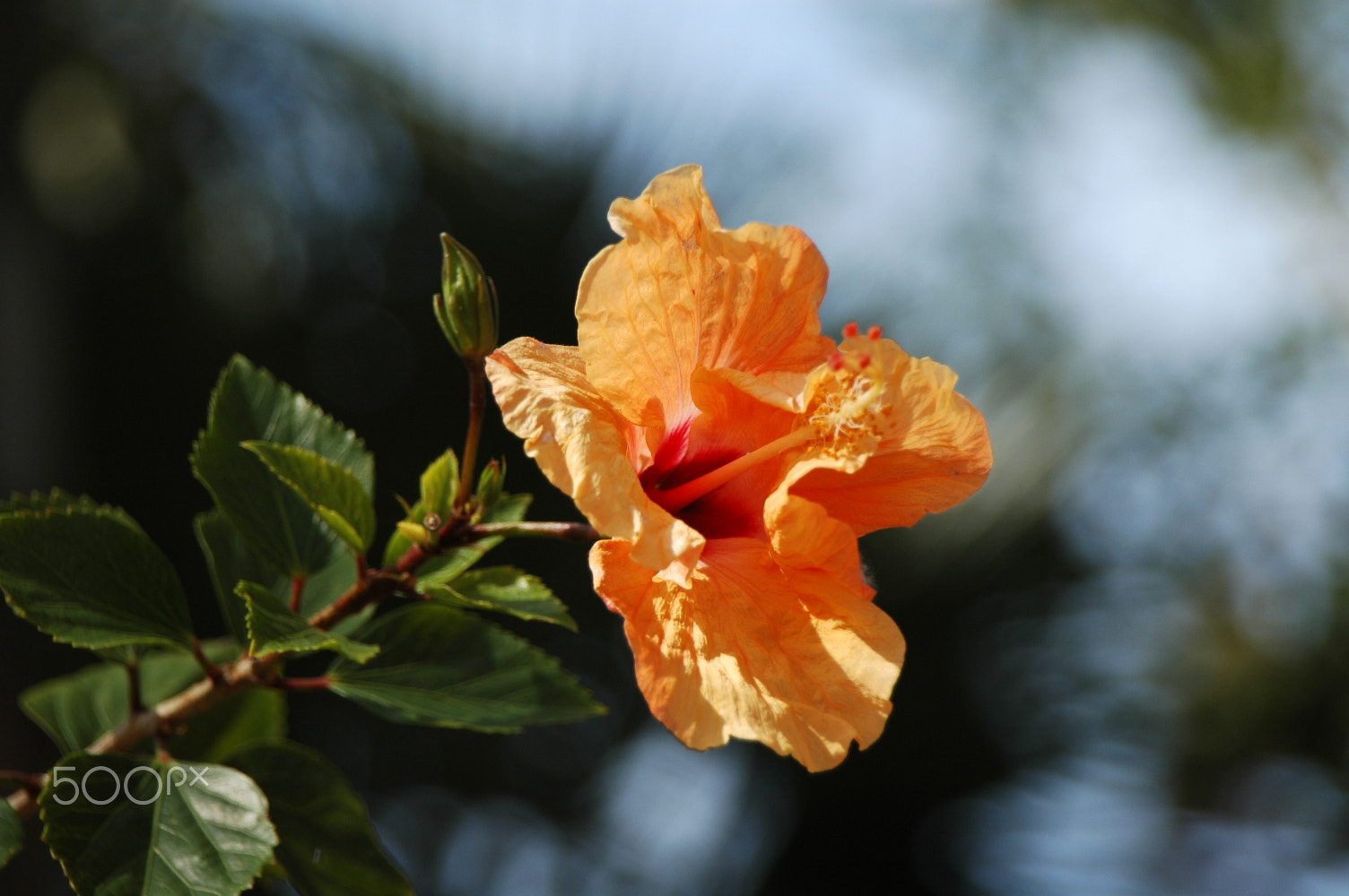 Nikon D70 sample photo