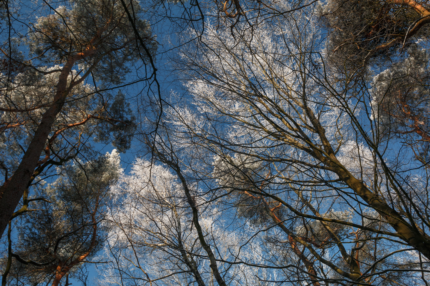 Canon EOS 70D sample photo. Winterhimmel i  -  winter sky i photography