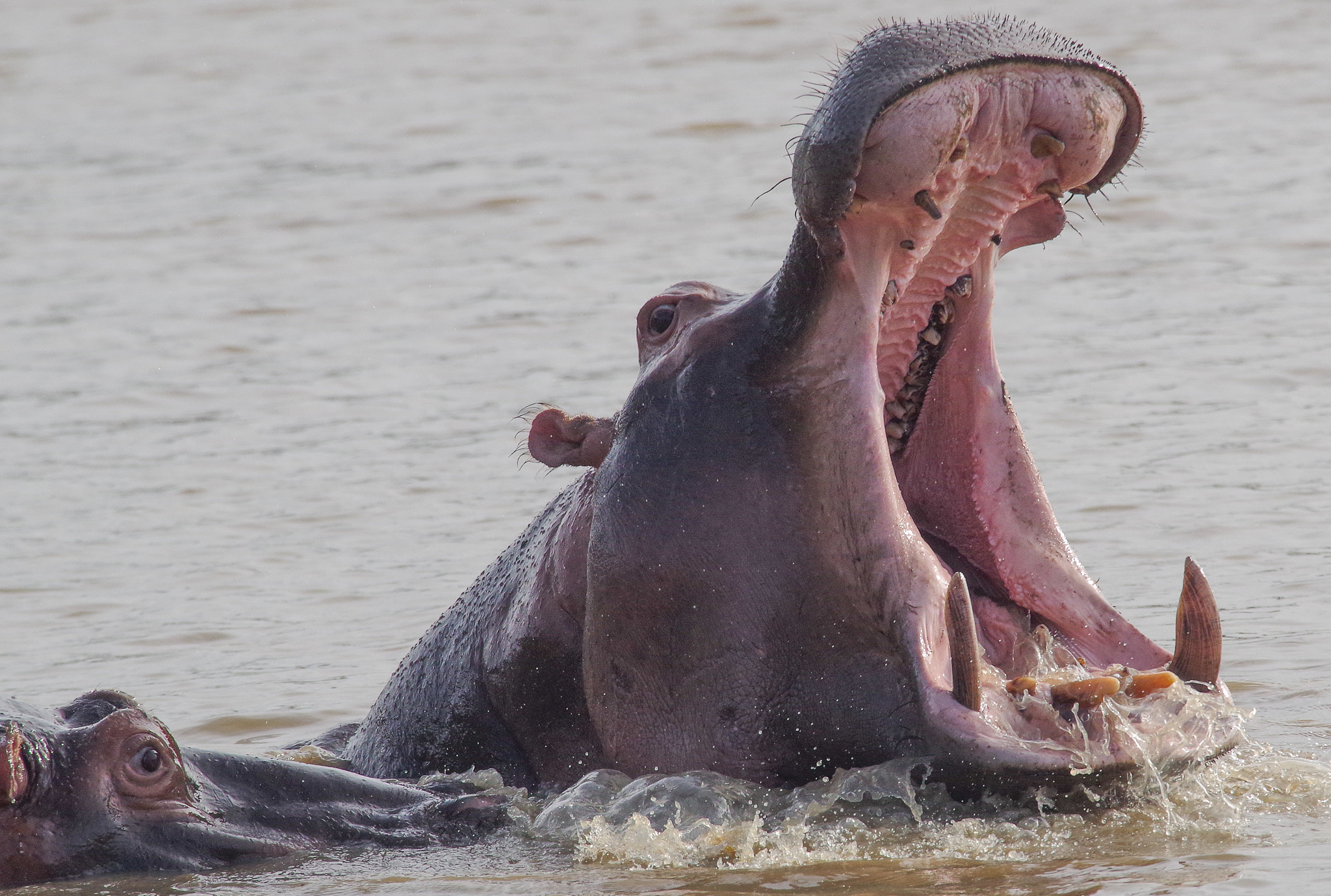 Pentax K-S2 + Sigma EX APO 100-300mm F4 IF sample photo. Hippo photography