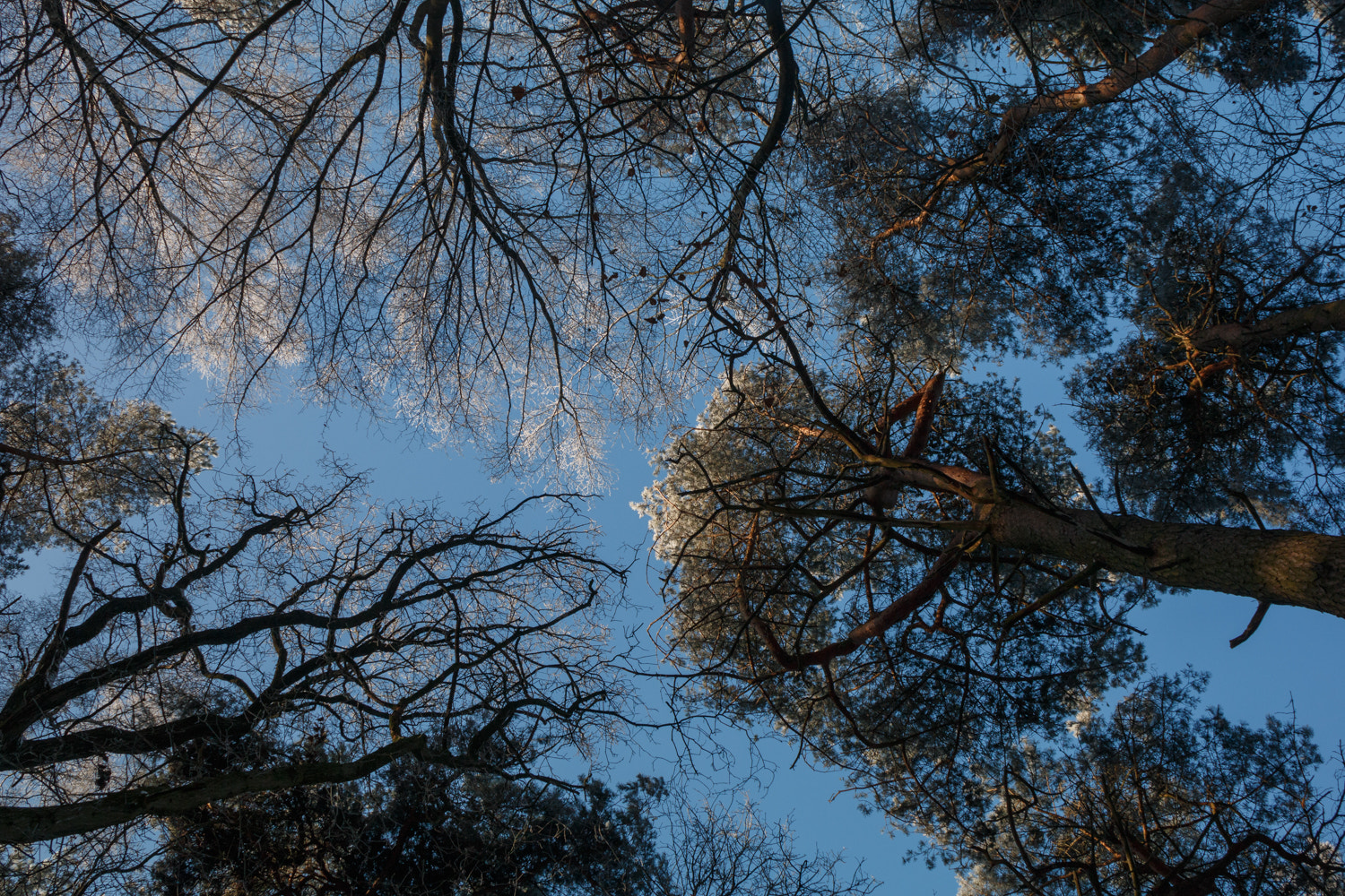Canon EOS 70D sample photo. Winterhimmel iii  -  winter sky iii photography