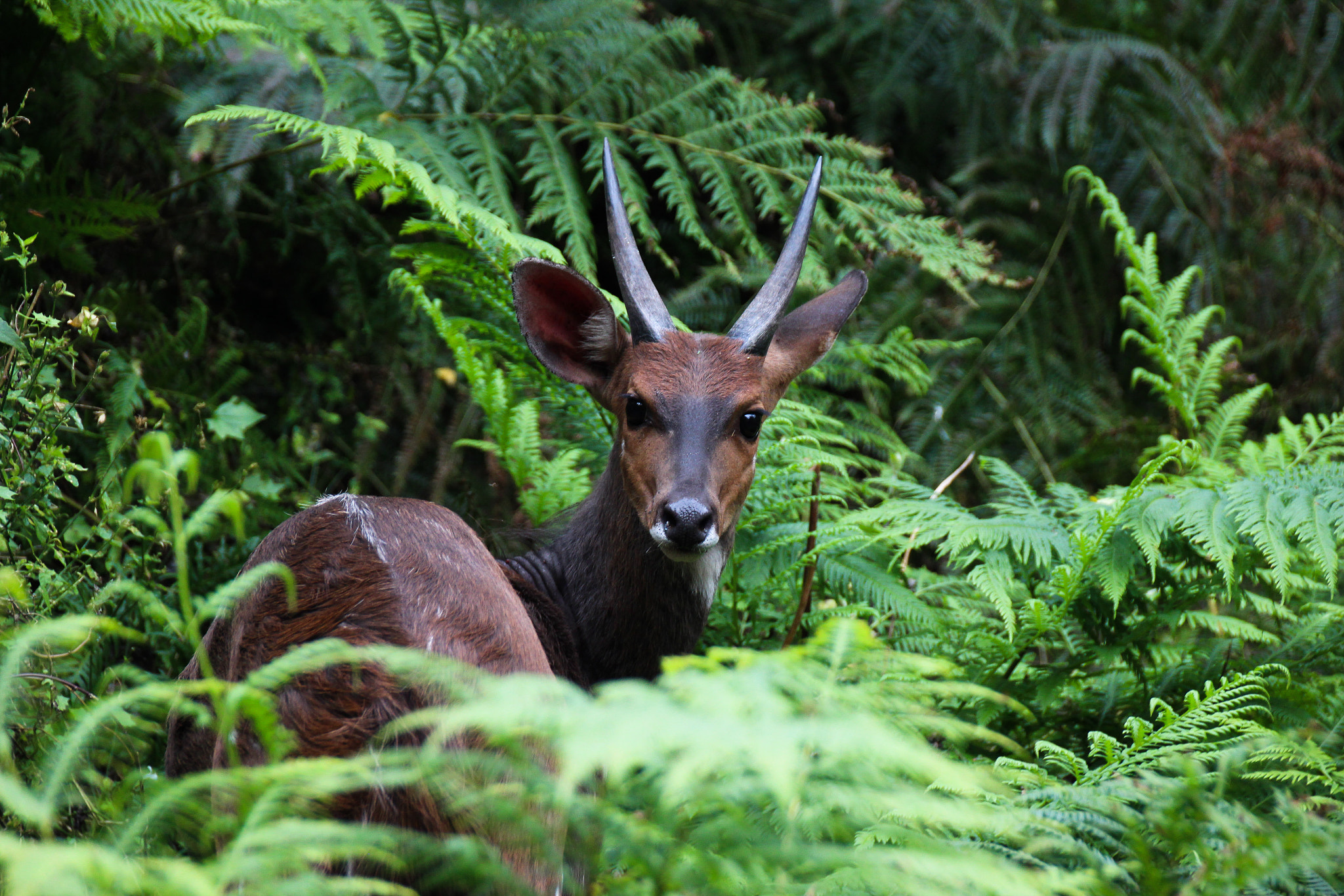 Sigma 18-250mm F3.5-6.3 DC OS HSM sample photo. Buck photography