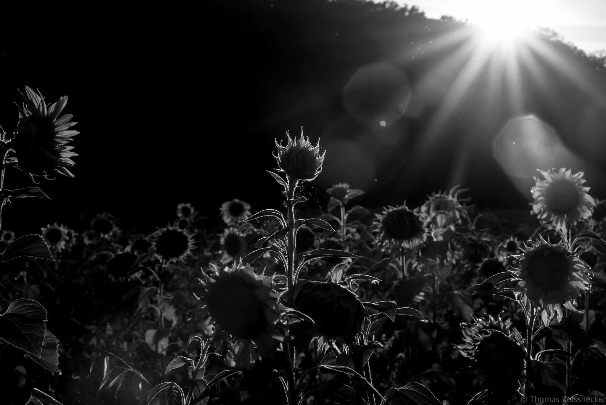 Sony a7S sample photo. Sunflowers, with sun and no colour photography