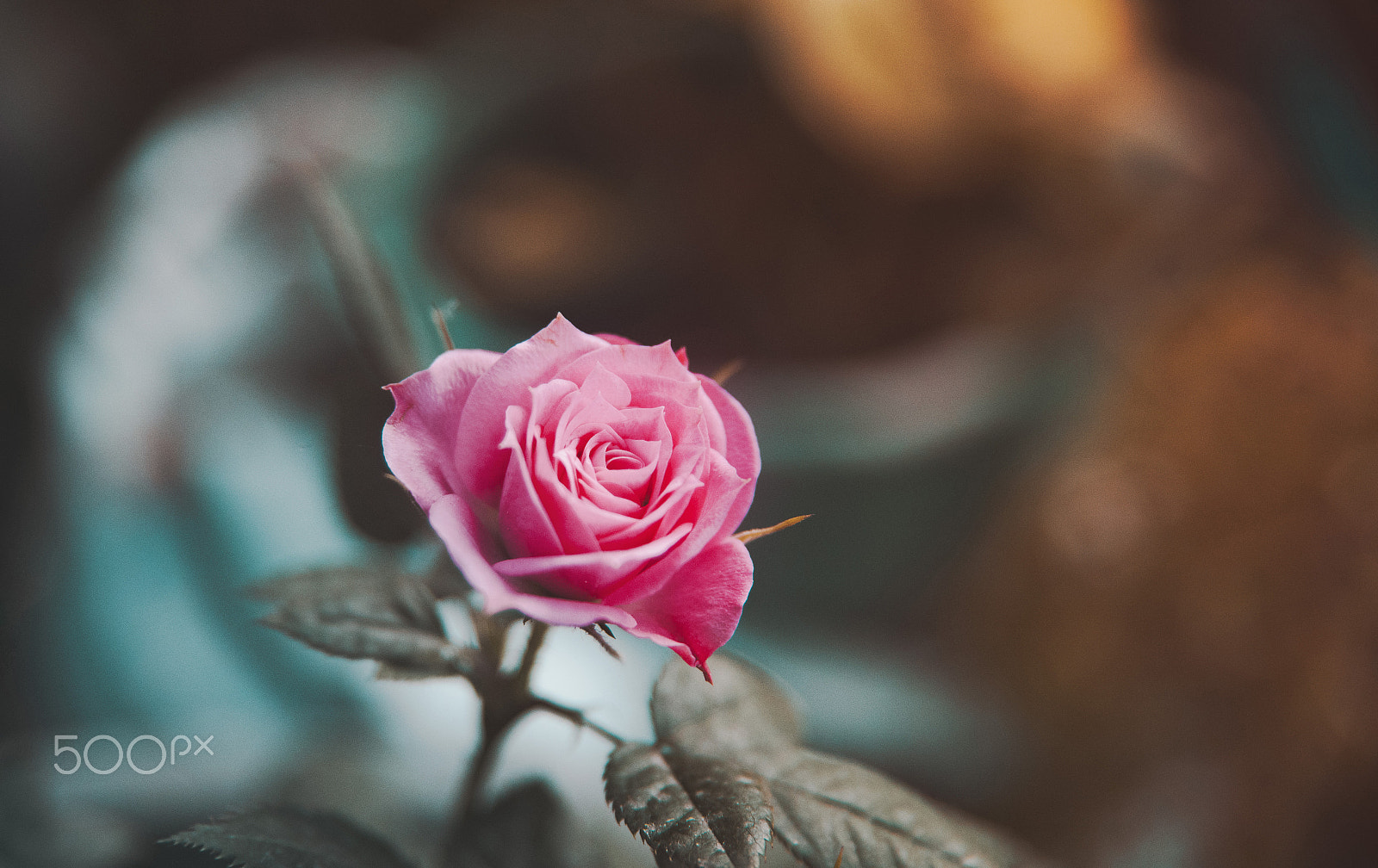 Sigma 24-70mm F2.8 EX DG HSM sample photo. Primadonna photography