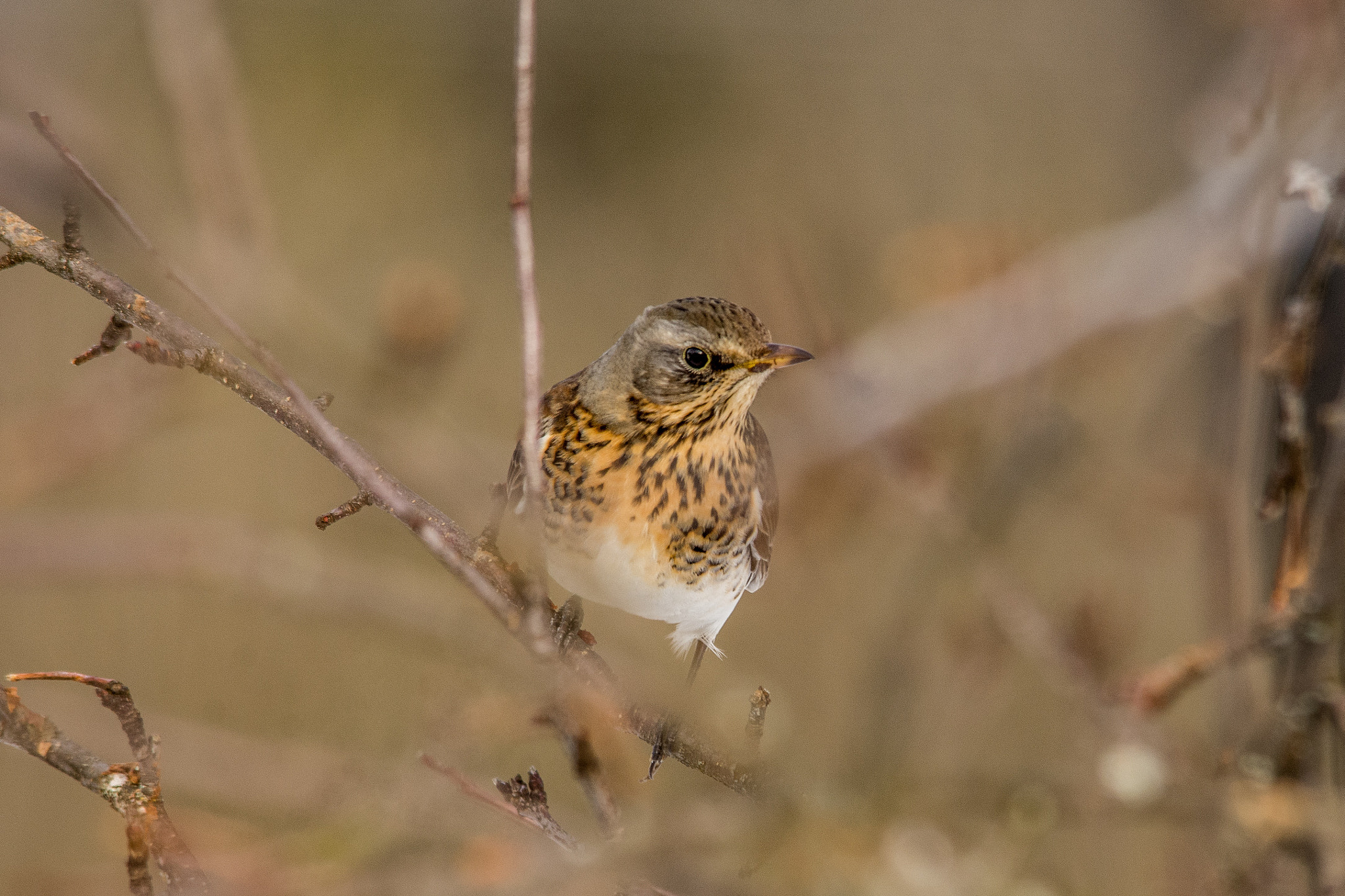 Nikon D7200 sample photo. Fieldfare photography