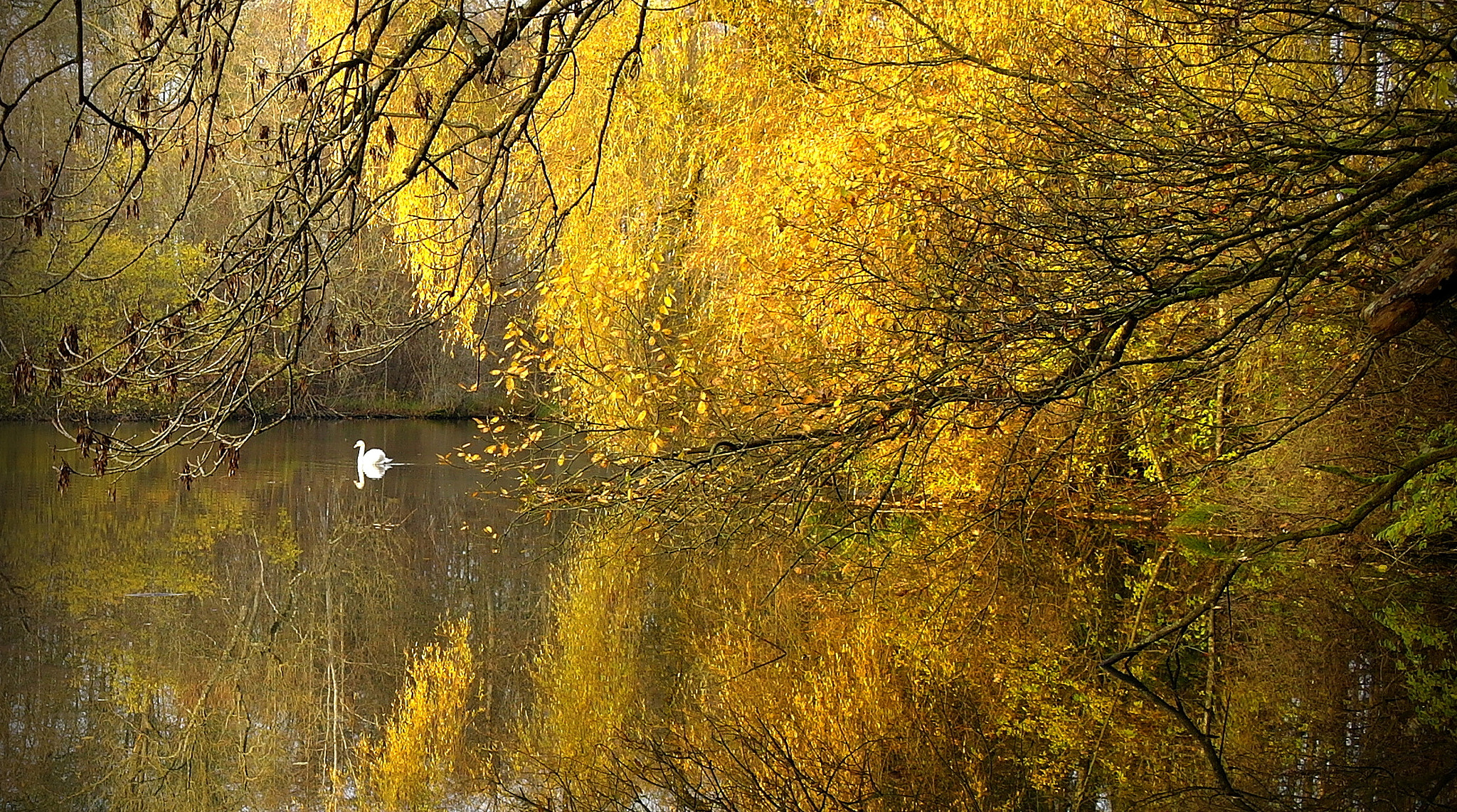 Samsung NX10 sample photo. "golden swan" photography