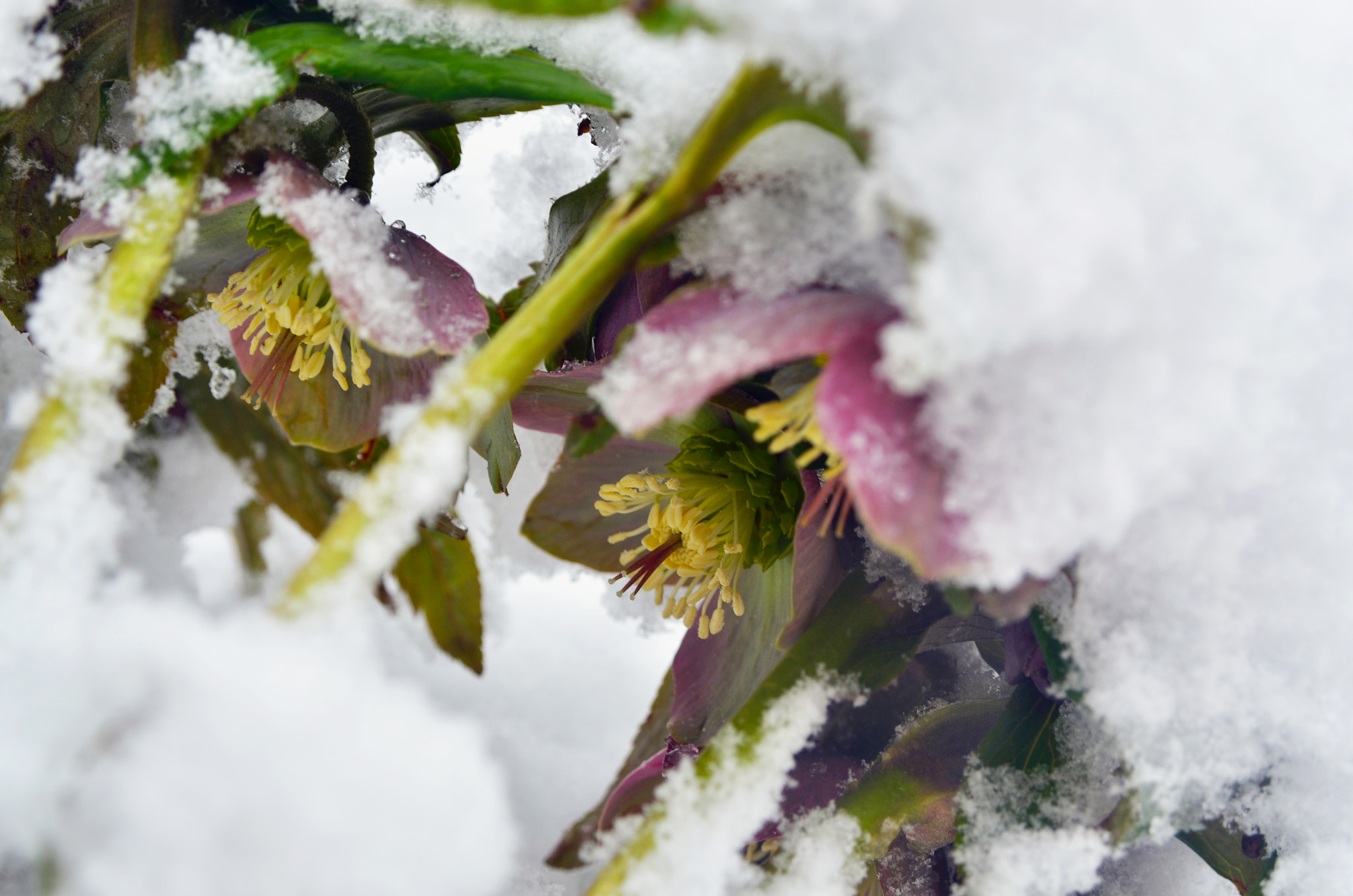 Nikon D7000 sample photo. Snow photography