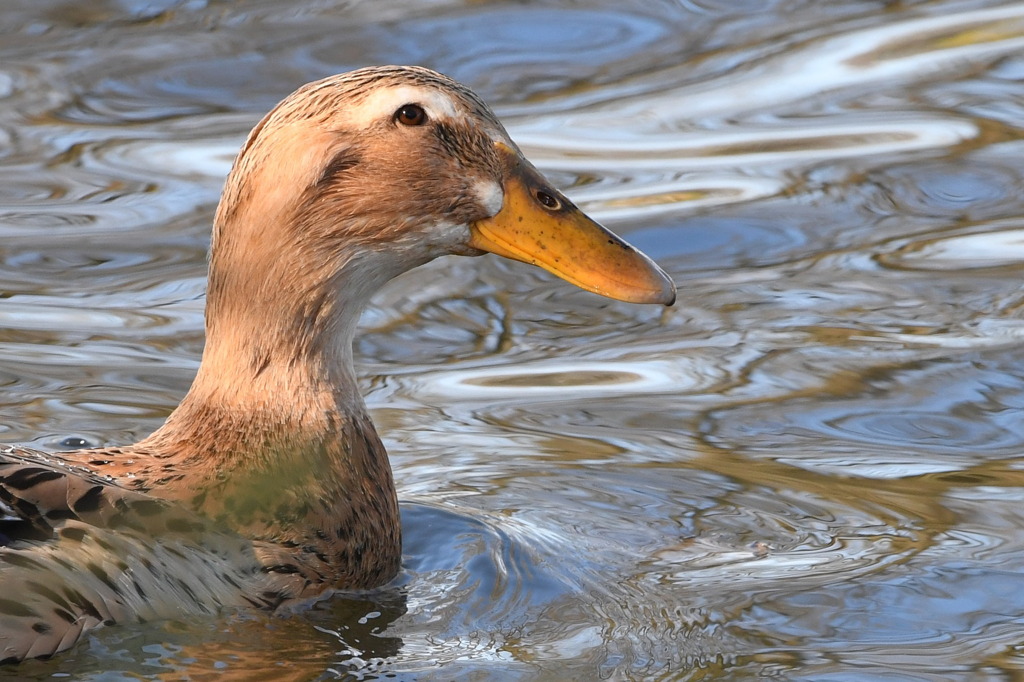 Nikon AF-S Nikkor 200-400mm F4G ED-IF VR sample photo. Au bord de l'eau photography