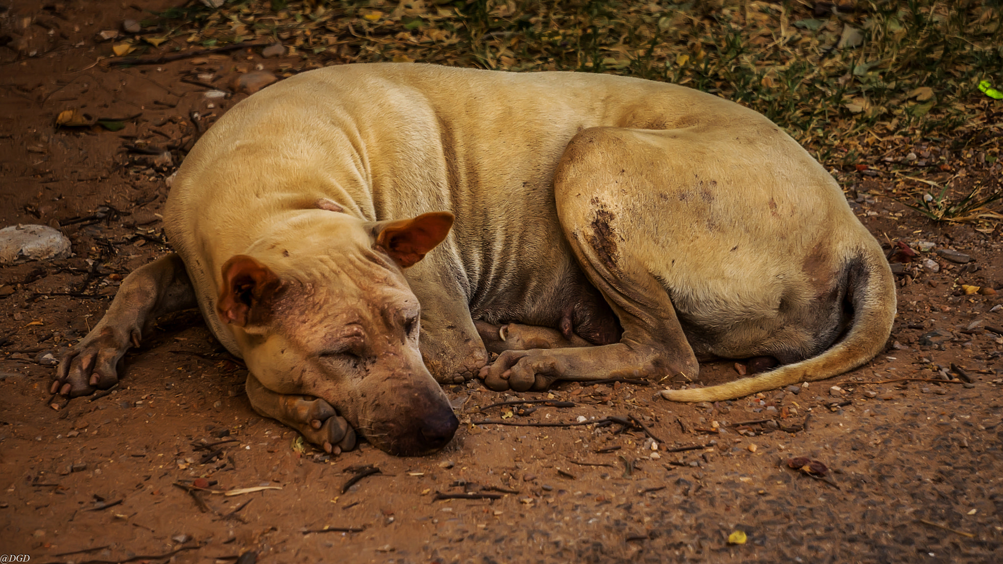 Sony E 55-210mm F4.5-6.3 OSS sample photo. Siesta photography