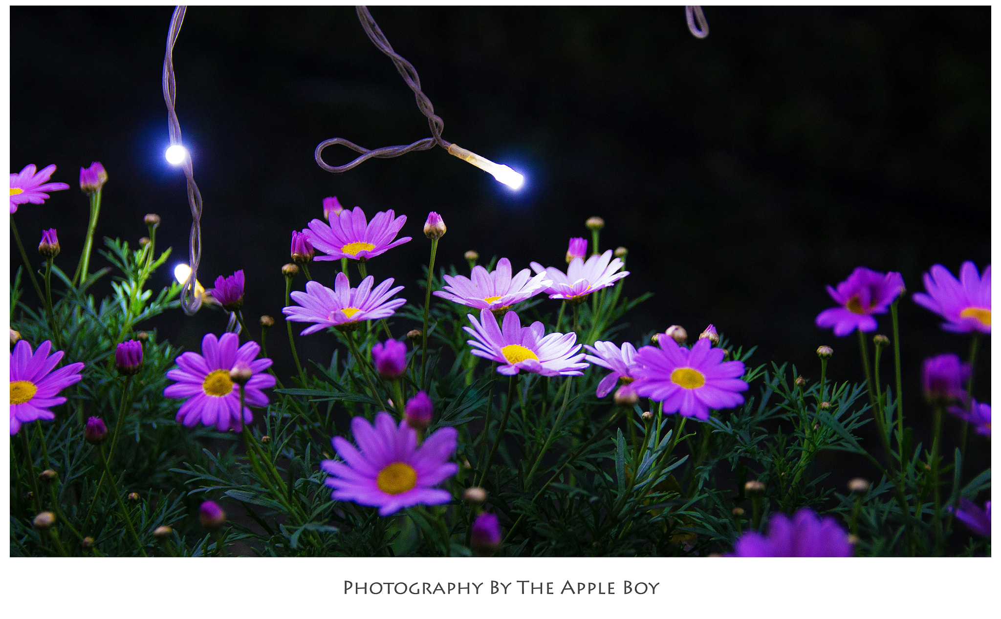 Canon EOS 700D (EOS Rebel T5i / EOS Kiss X7i) sample photo. Night flower photography