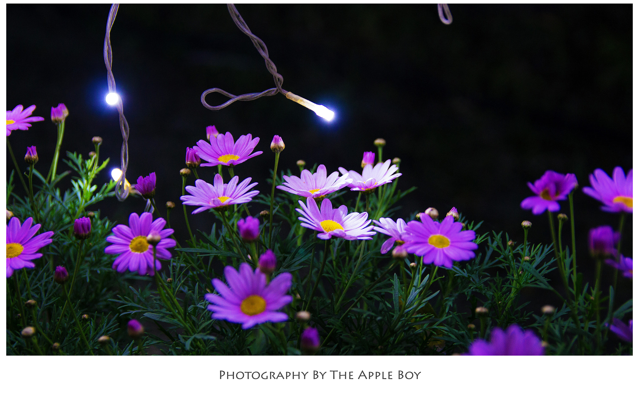 Canon EF-S 17-55mm F2.8 IS USM sample photo. Night flower photography